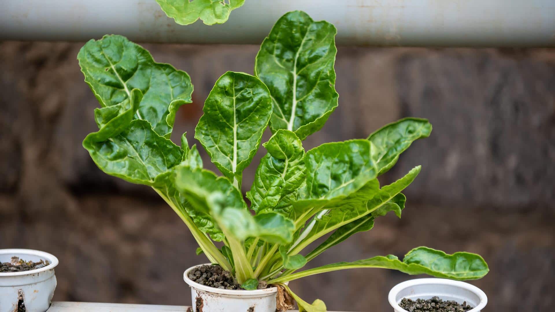 Grow your own epazote with these tips