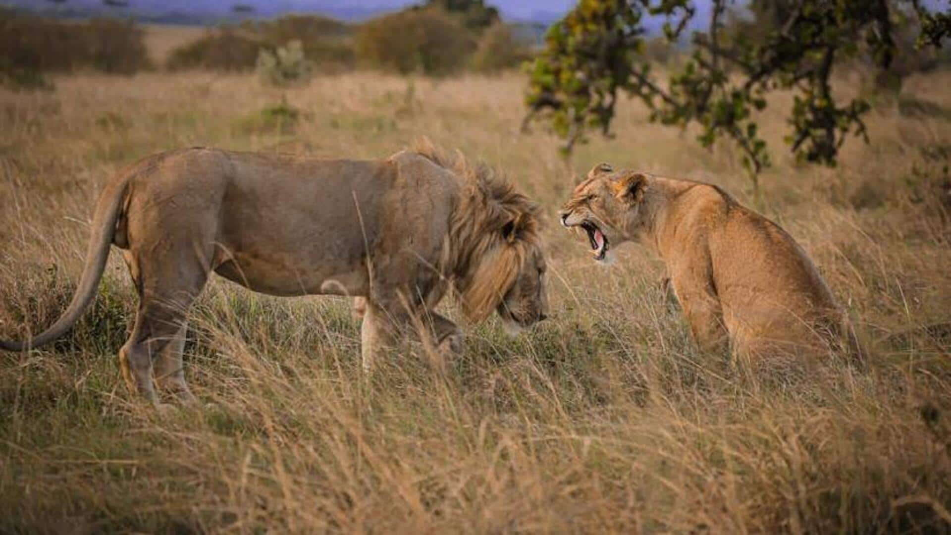 Step into the wild: Walking safaris in Serengeti, Tanzania