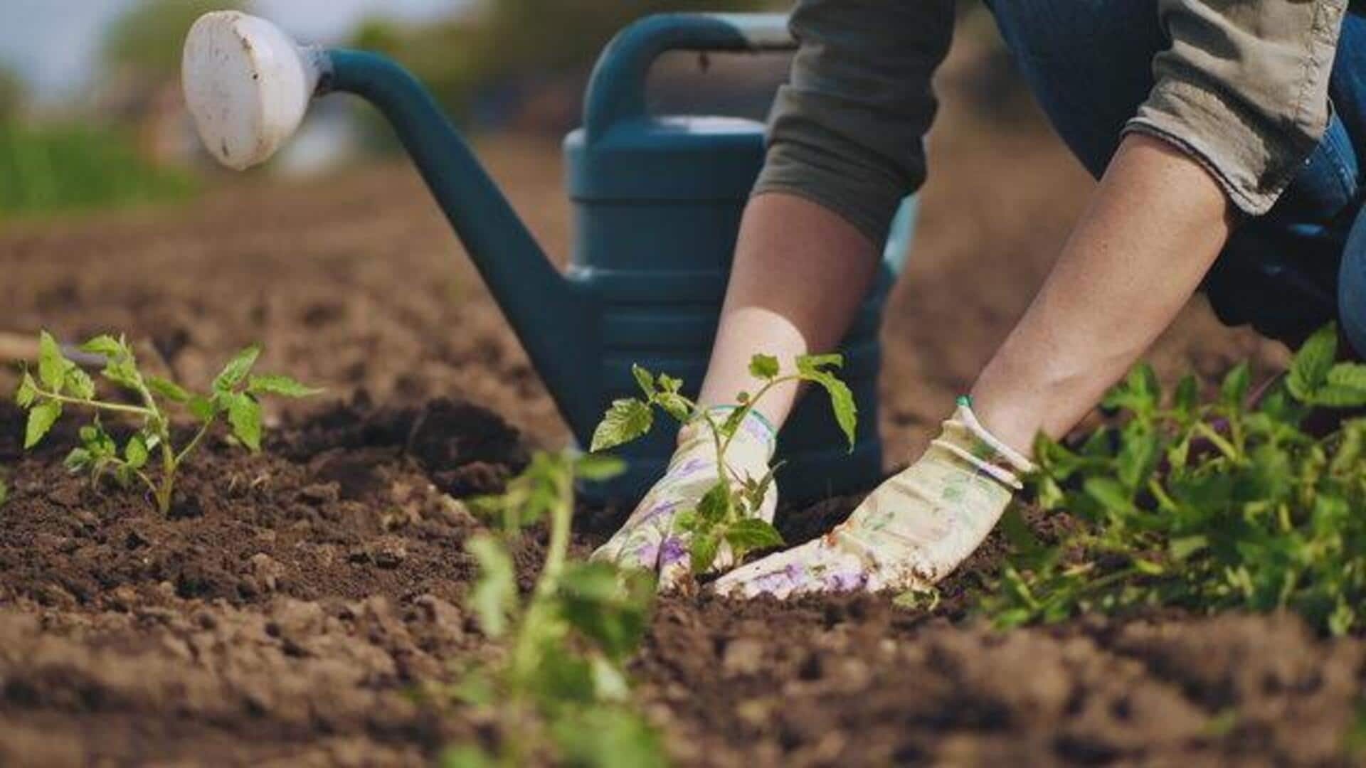 How to practice mindful gardening How to practice mindful gardening
