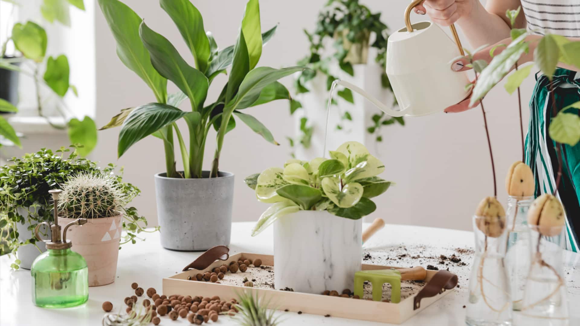 How to take care of plants? Ask these AI tools