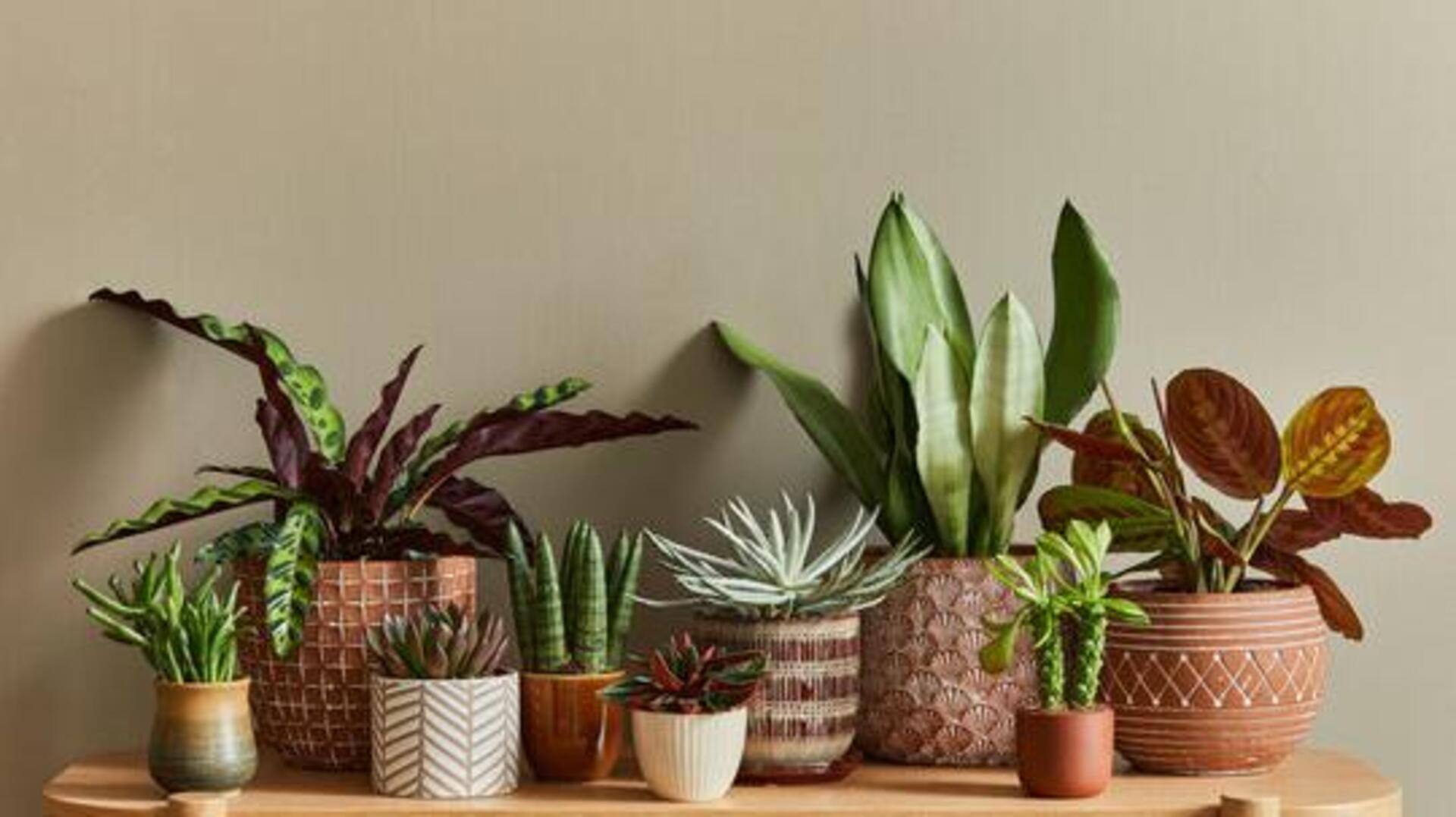 How to protect your plants from temperature changes