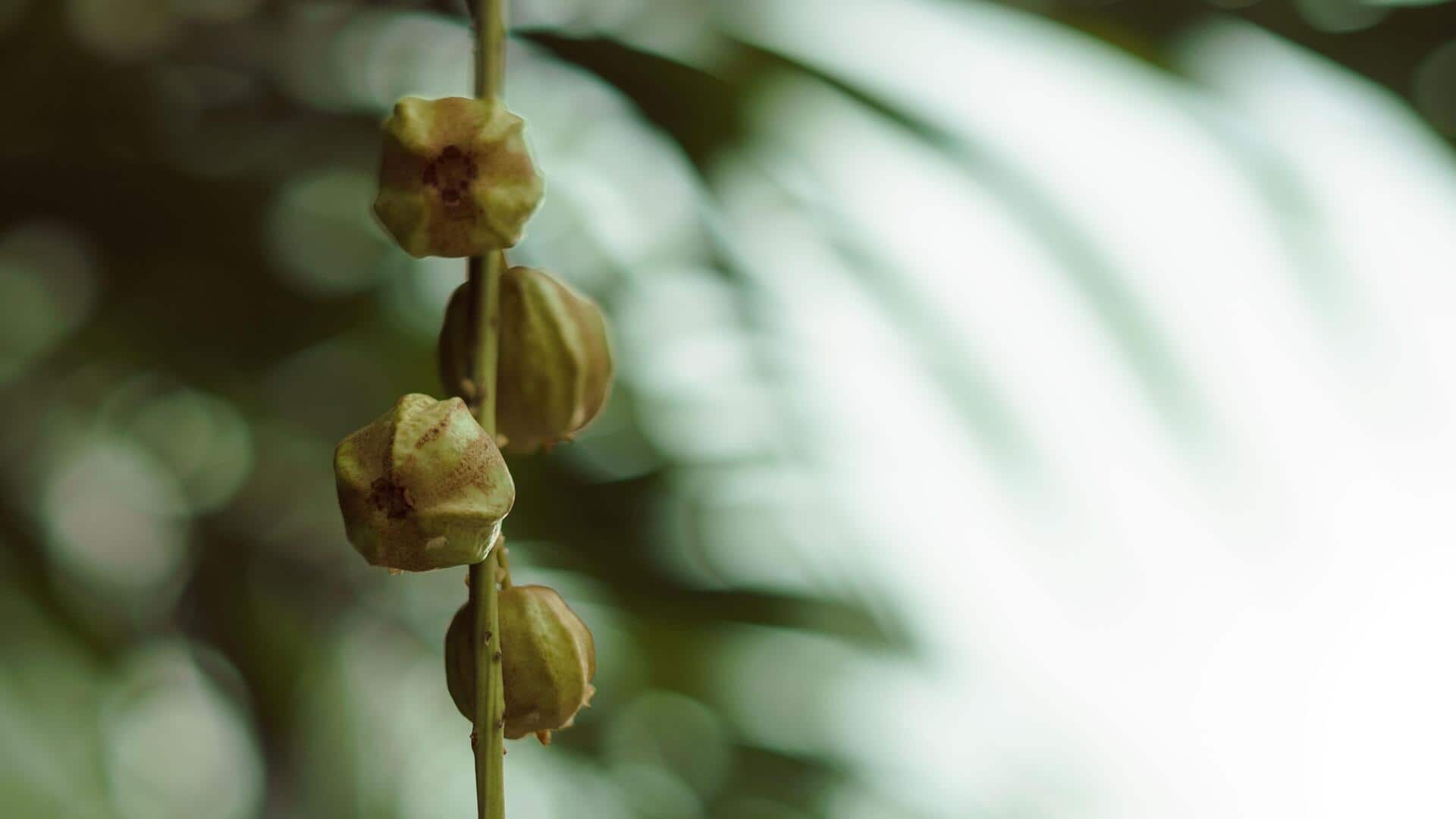 Sacha inchi: The Amazon superfood you should know about