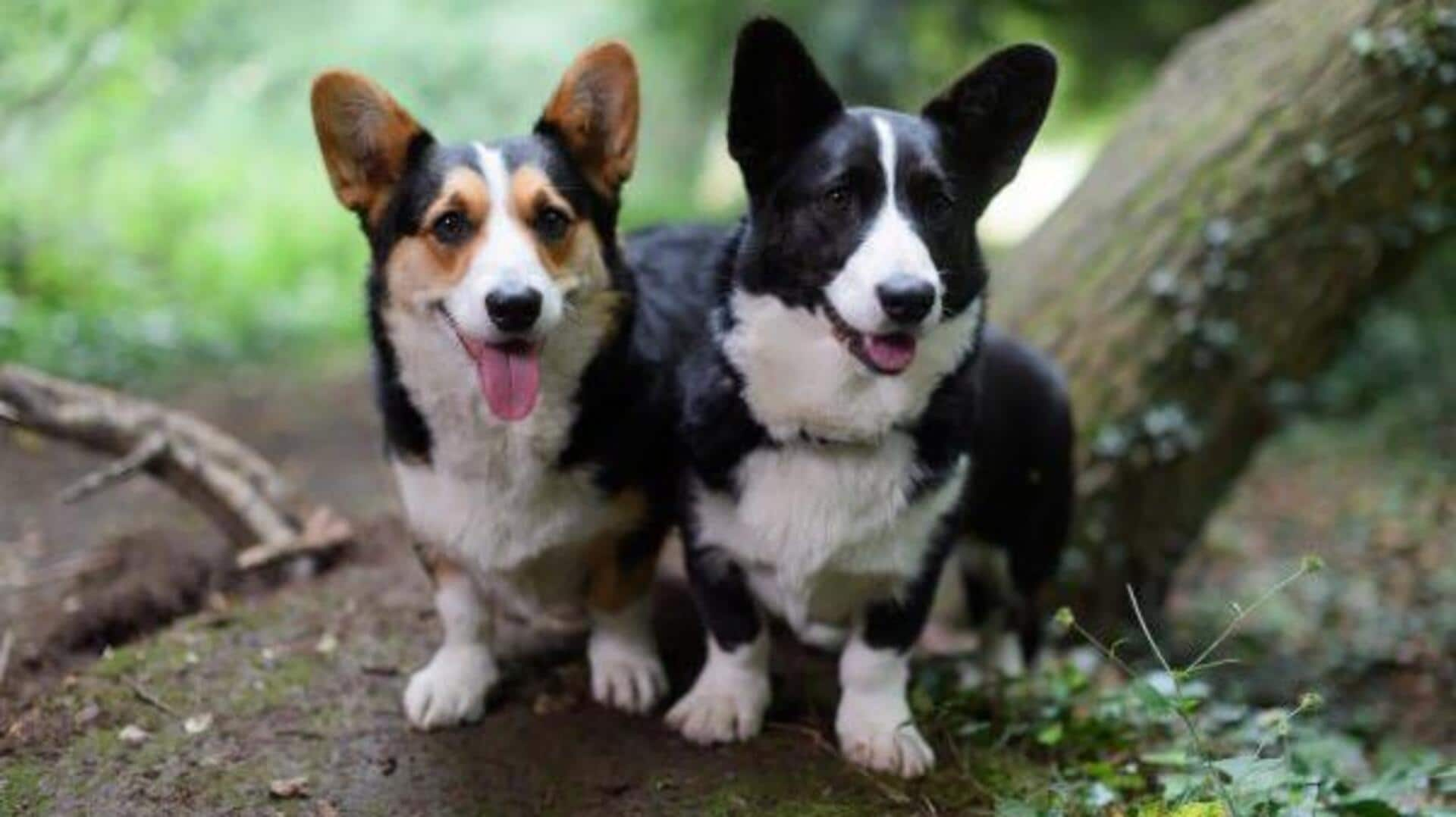 Cardigan Welsh Corgi care tips: Food, training, grooming, and socialization