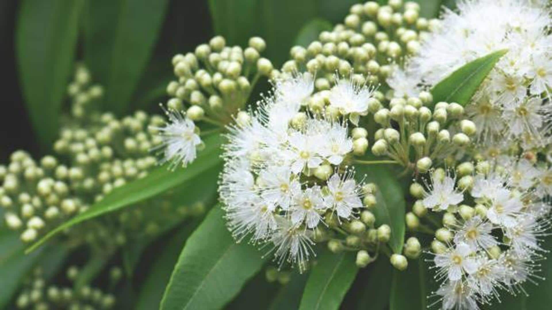 Ways to elevate your cooking with lemon myrtle