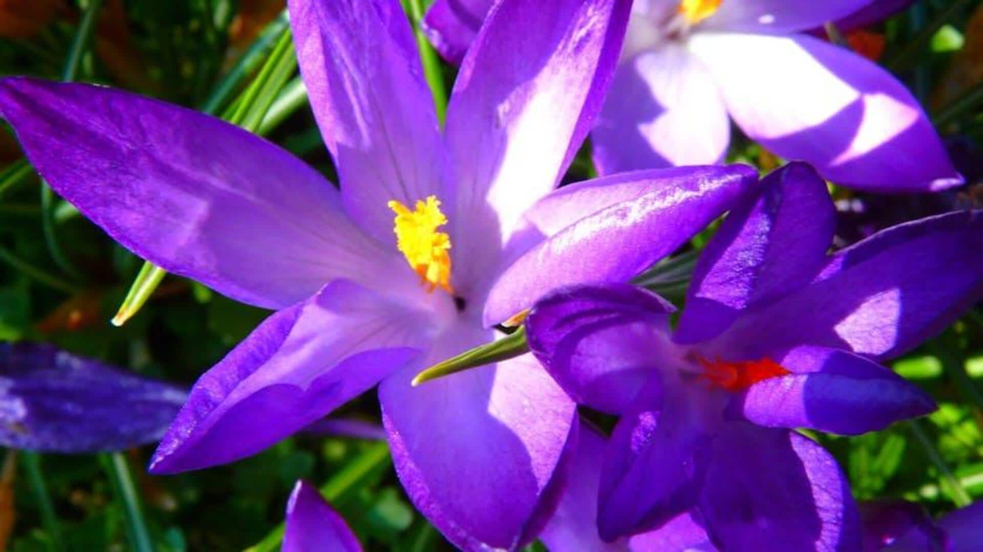 How to grow saffron at home