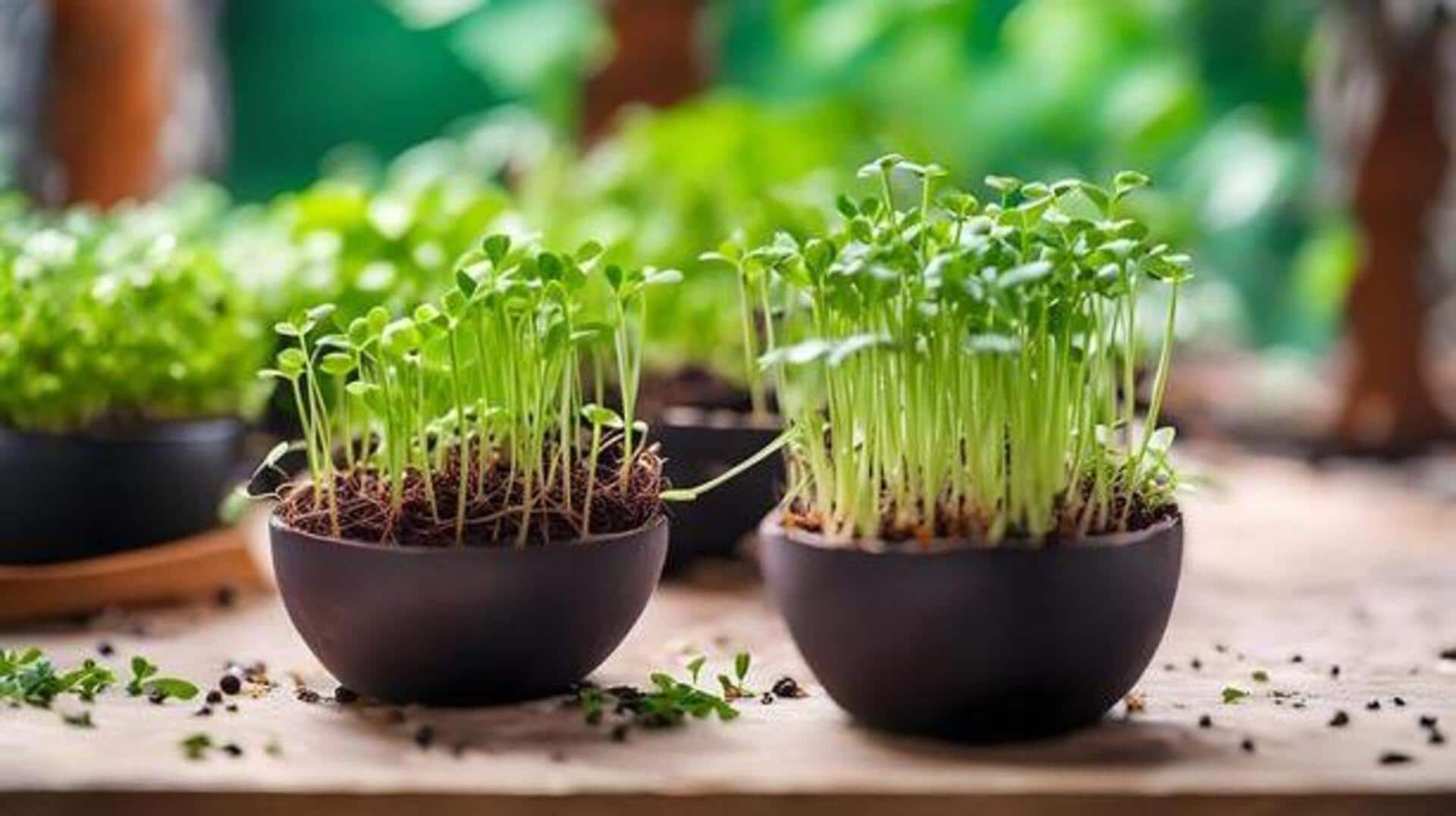 How to grow microgreens using coconut shells