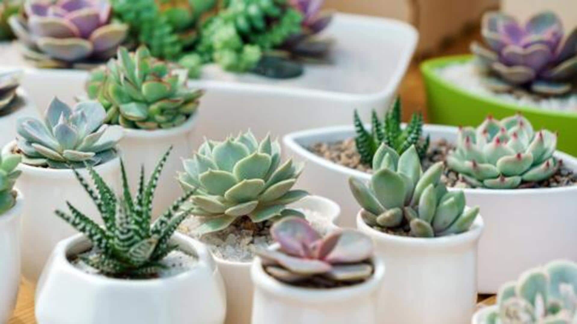 How to improve indoor succulent drainage
