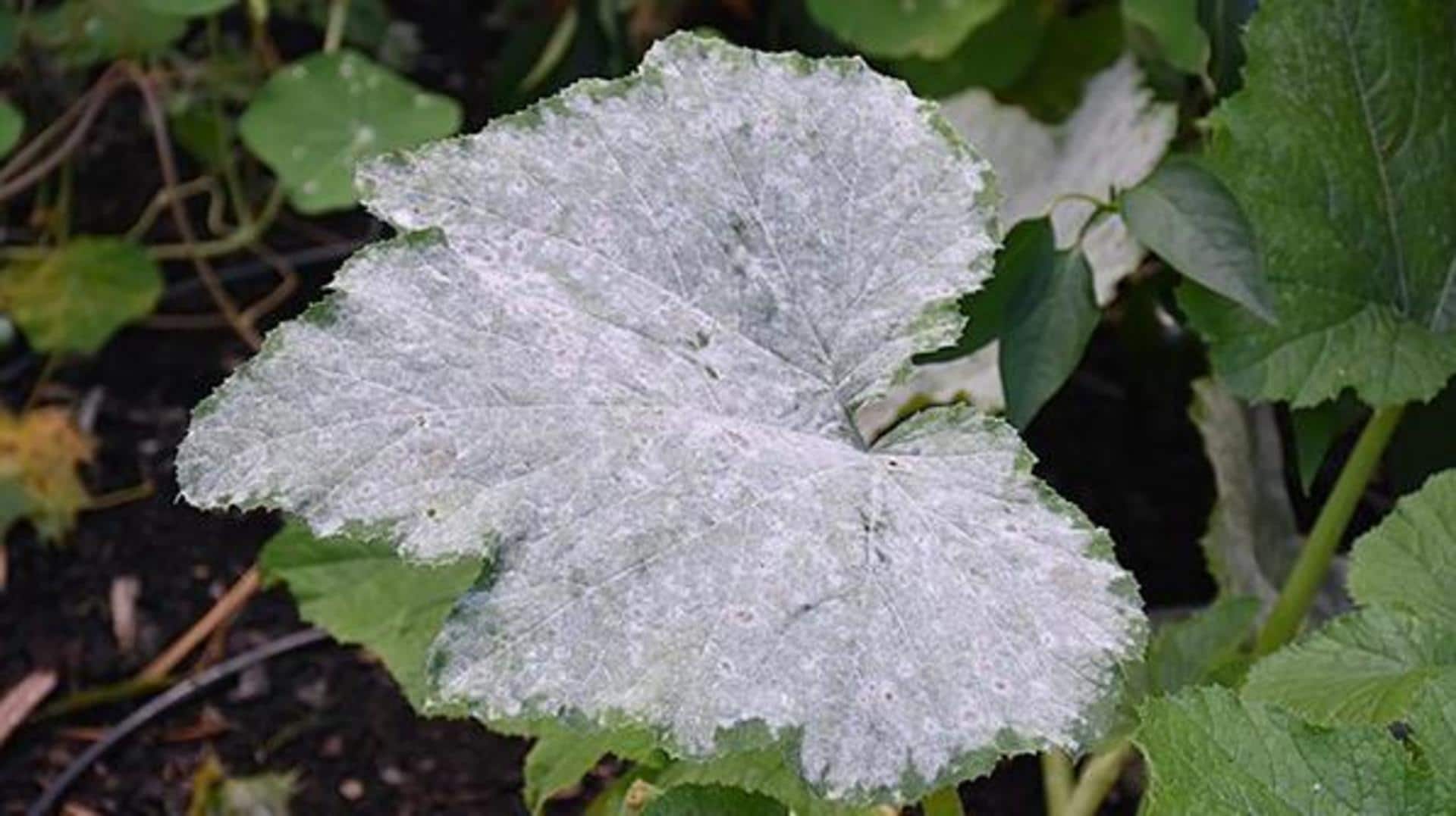 All about powdery mildew: Symptoms and prevention
