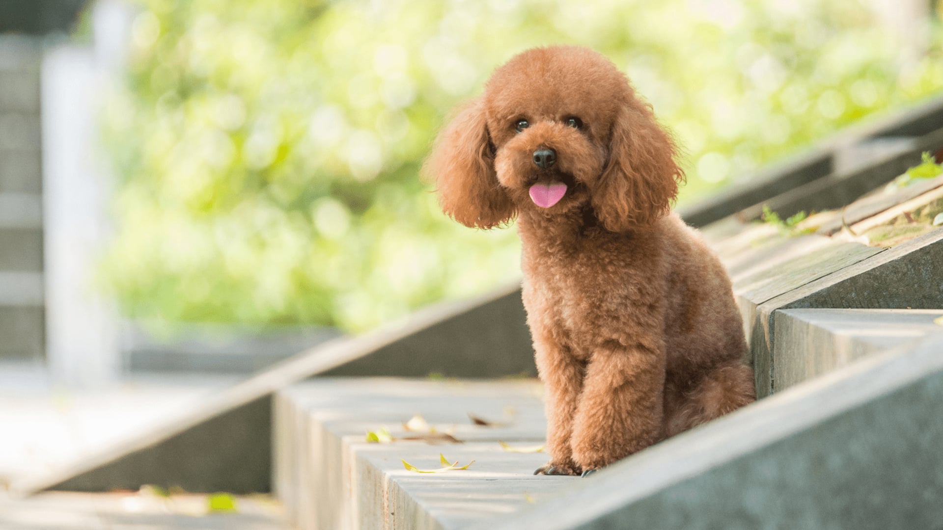 How to keep your Poodle's coat away from allergens