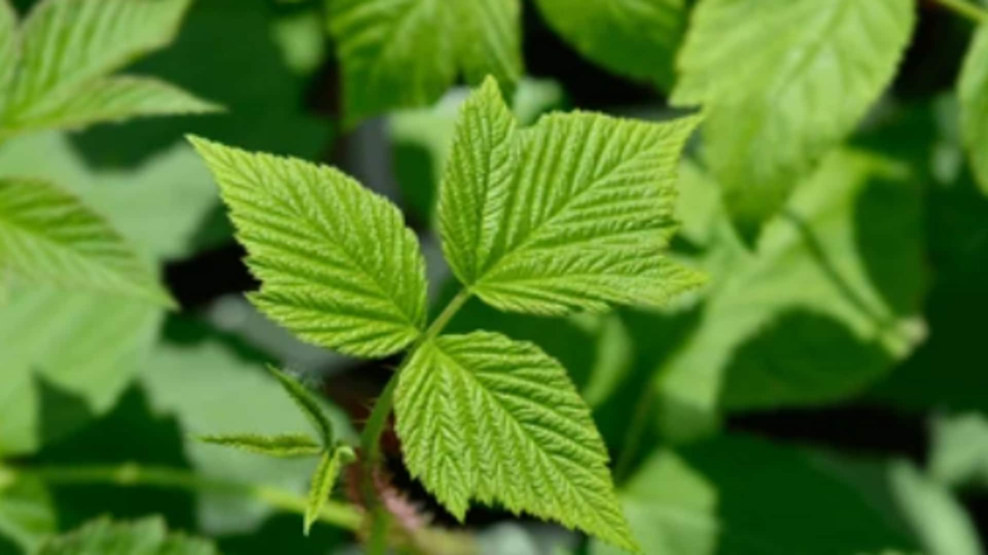 The surprising benefits of red raspberry leaves