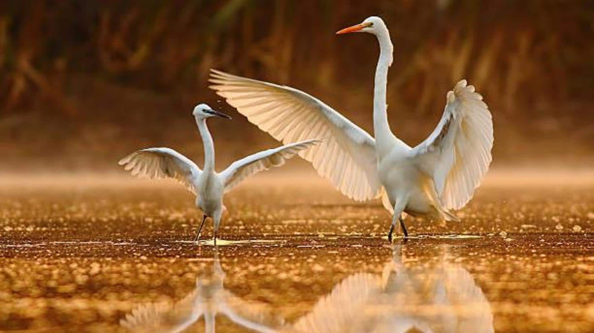 India's most amazing bird sanctuaries: A list India's most amazing bird sanctuaries: A list