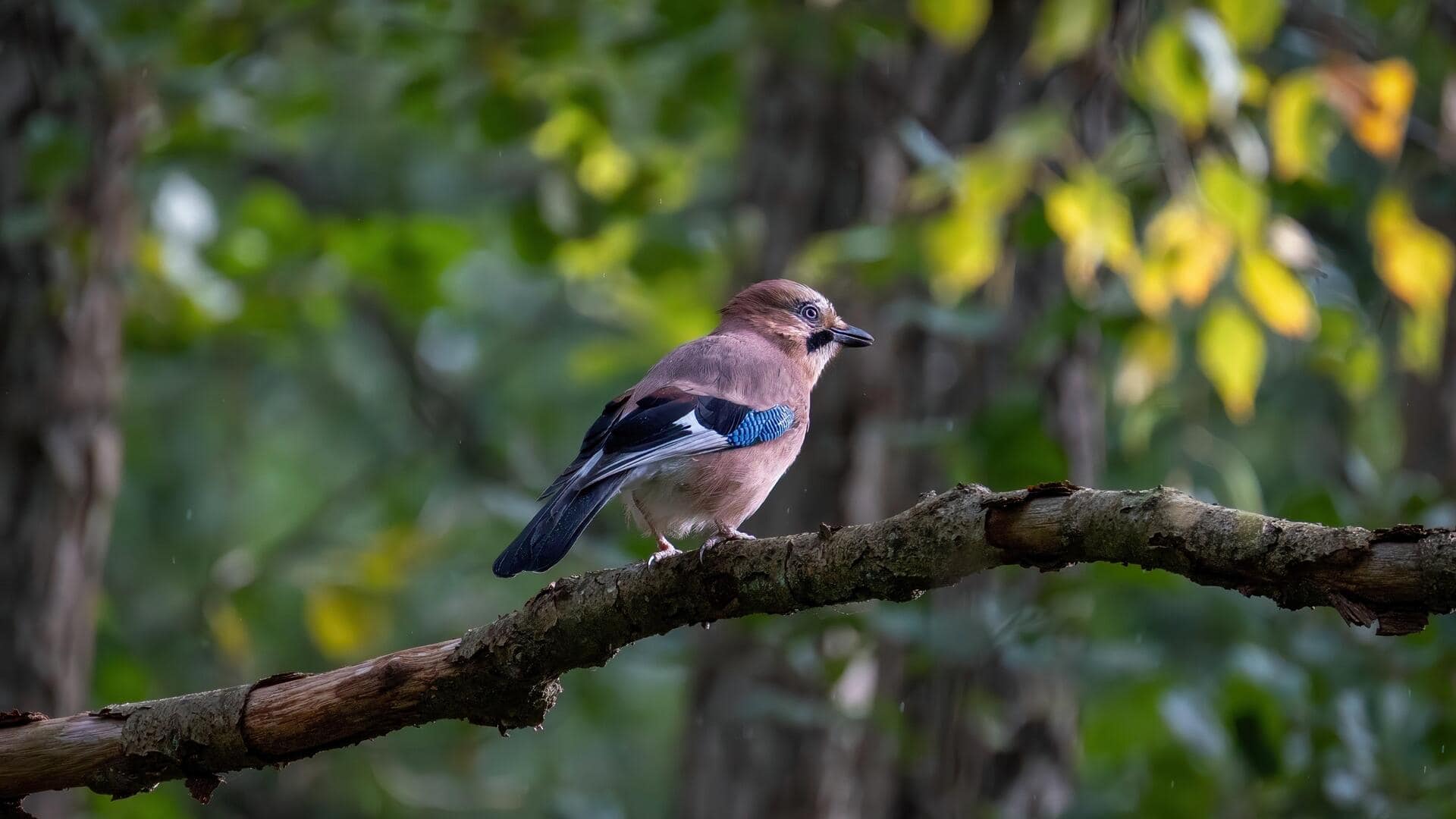 5 unexpected perks of birdwatching in your backyard