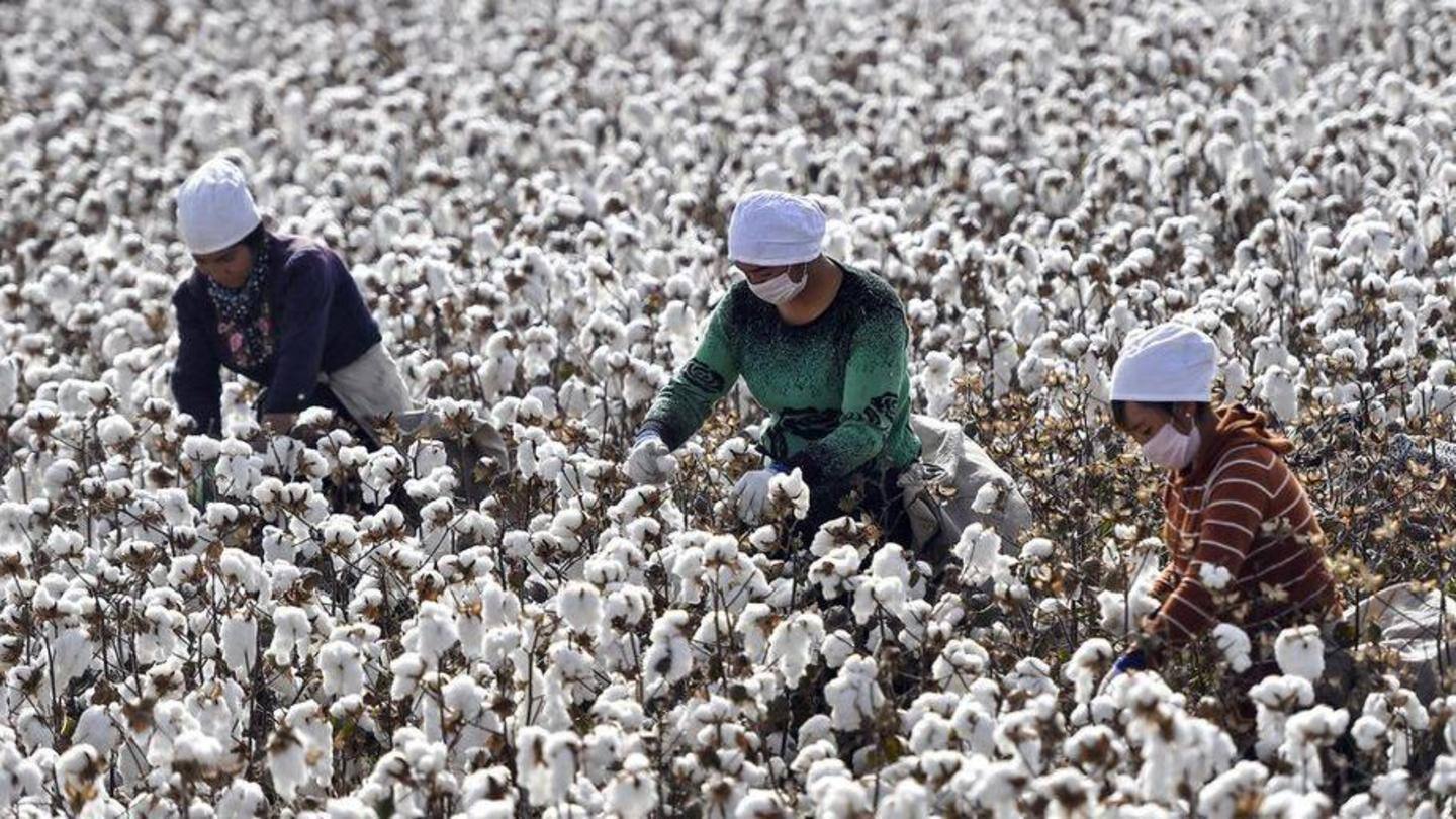 Xinjiang produces 20% of world's cotton Xinjiang produces 20% of world's cotton