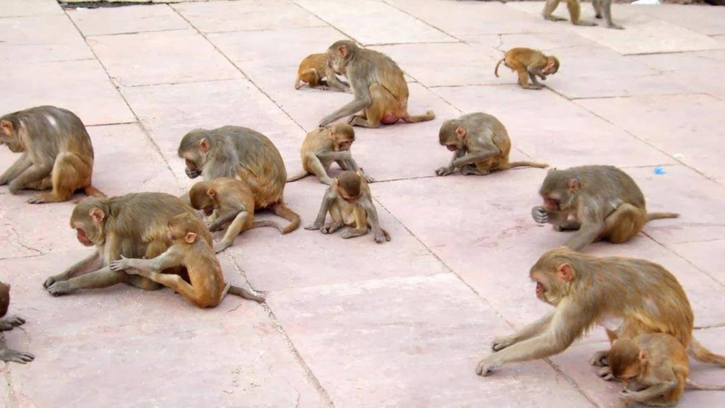 Monkeys will be released in the Chambal forest reserve Monkeys will be released in the Chambal forest reserve