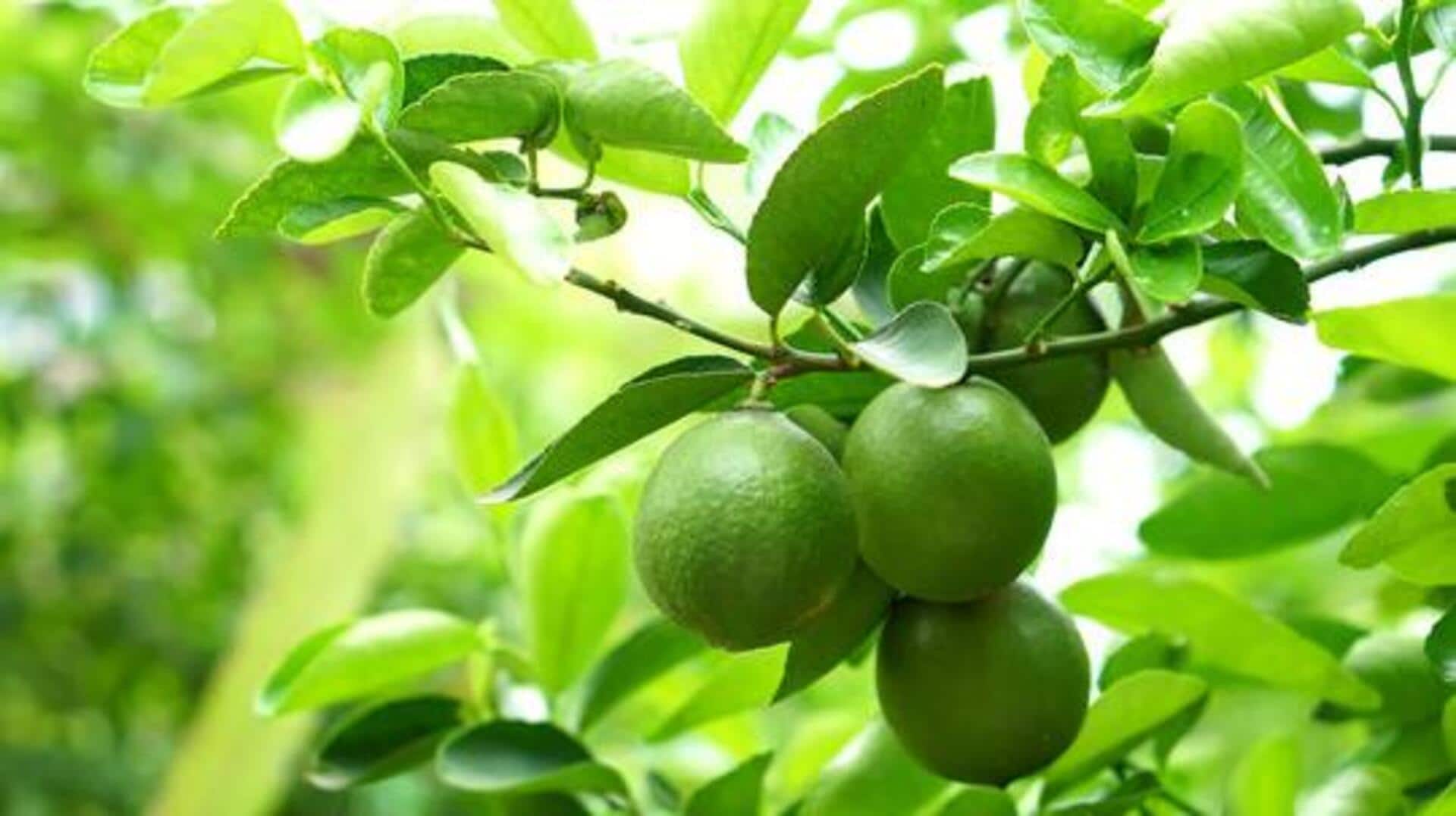 5 traditional uses of wild lime