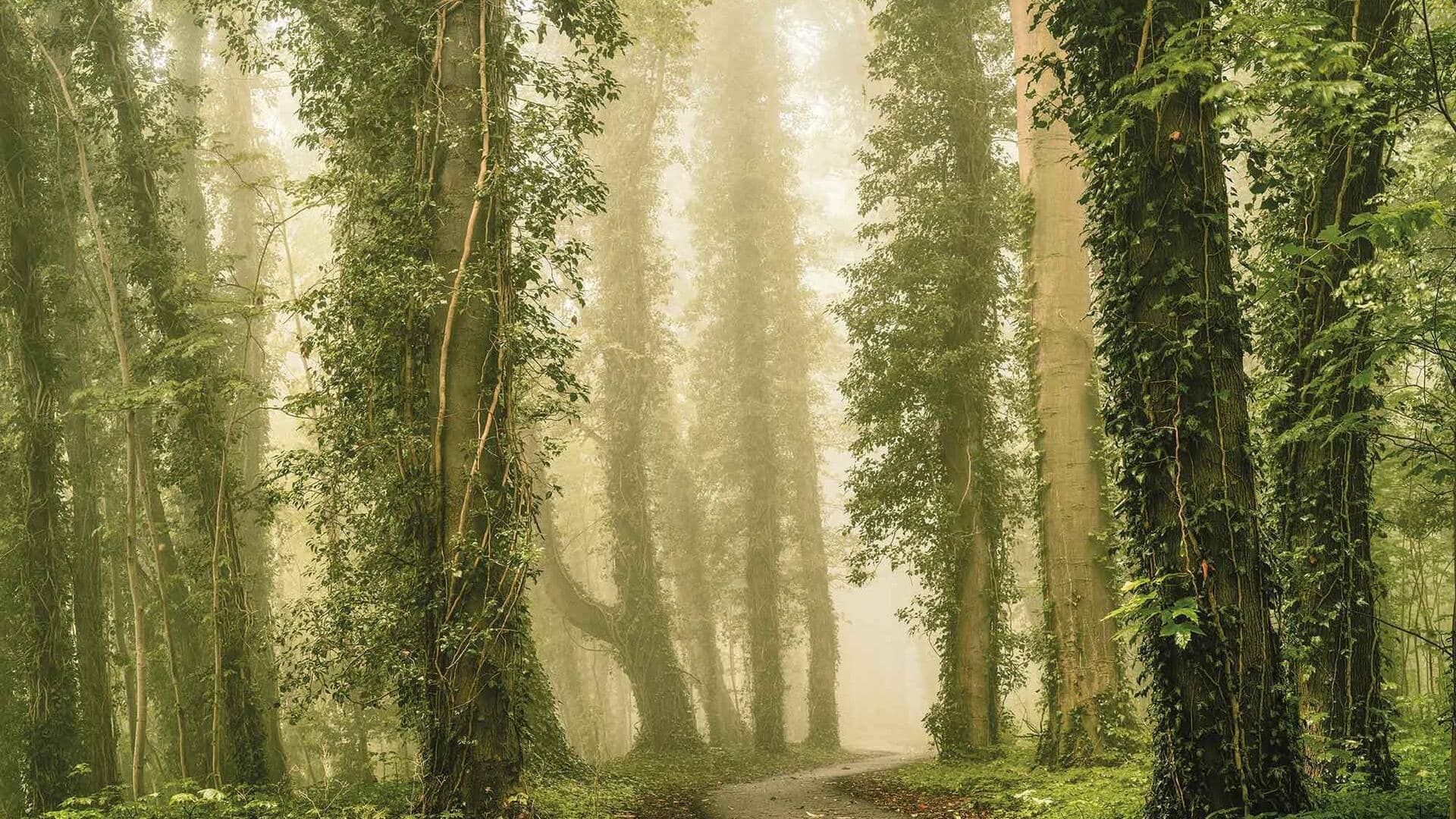 What is a memory path? How to create one?