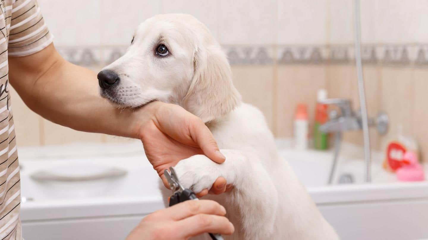 Want to groom your dog at home? Follow these tips