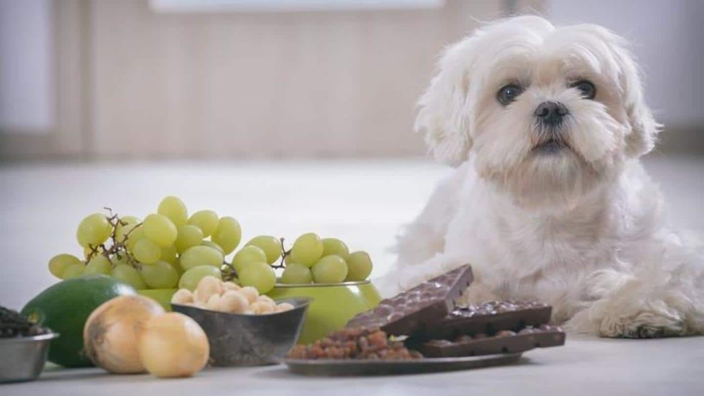 Bring a change in your dog's diet; introduce these foods