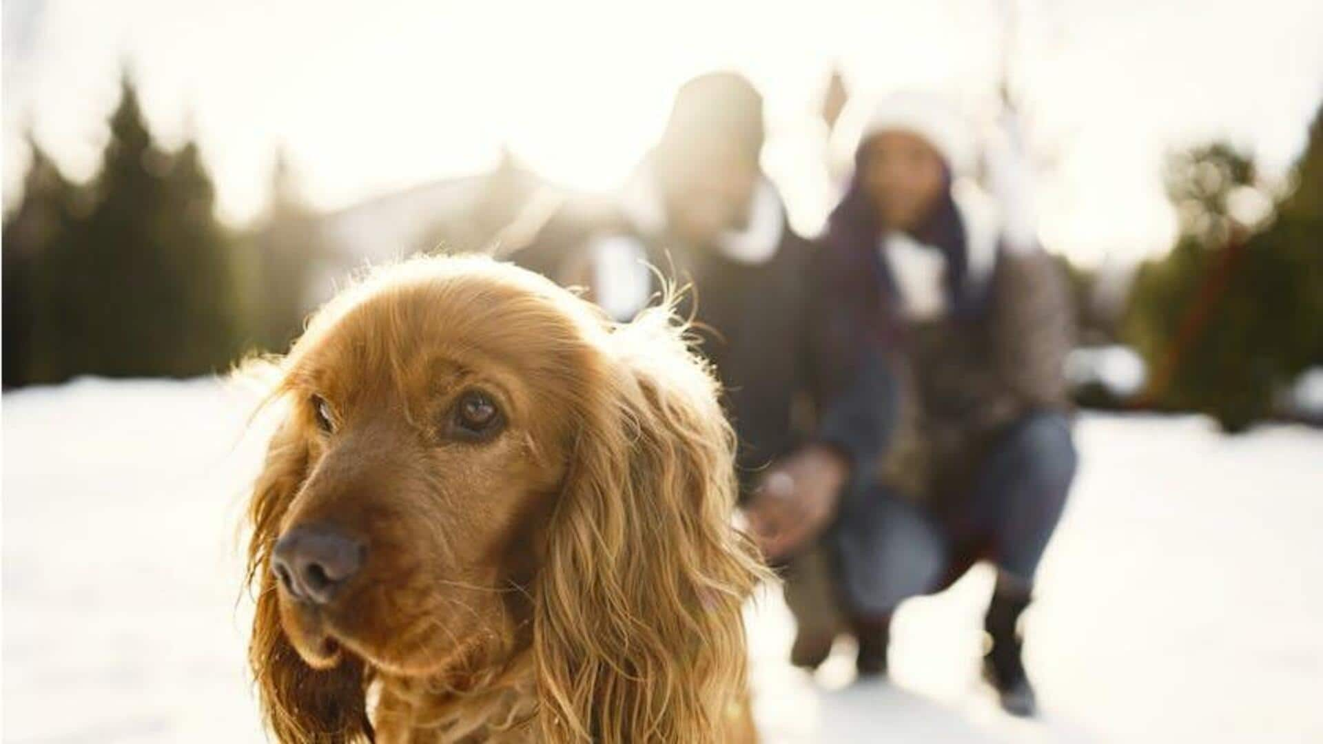 Winter wellness: Essential tips for caring for your furry friends