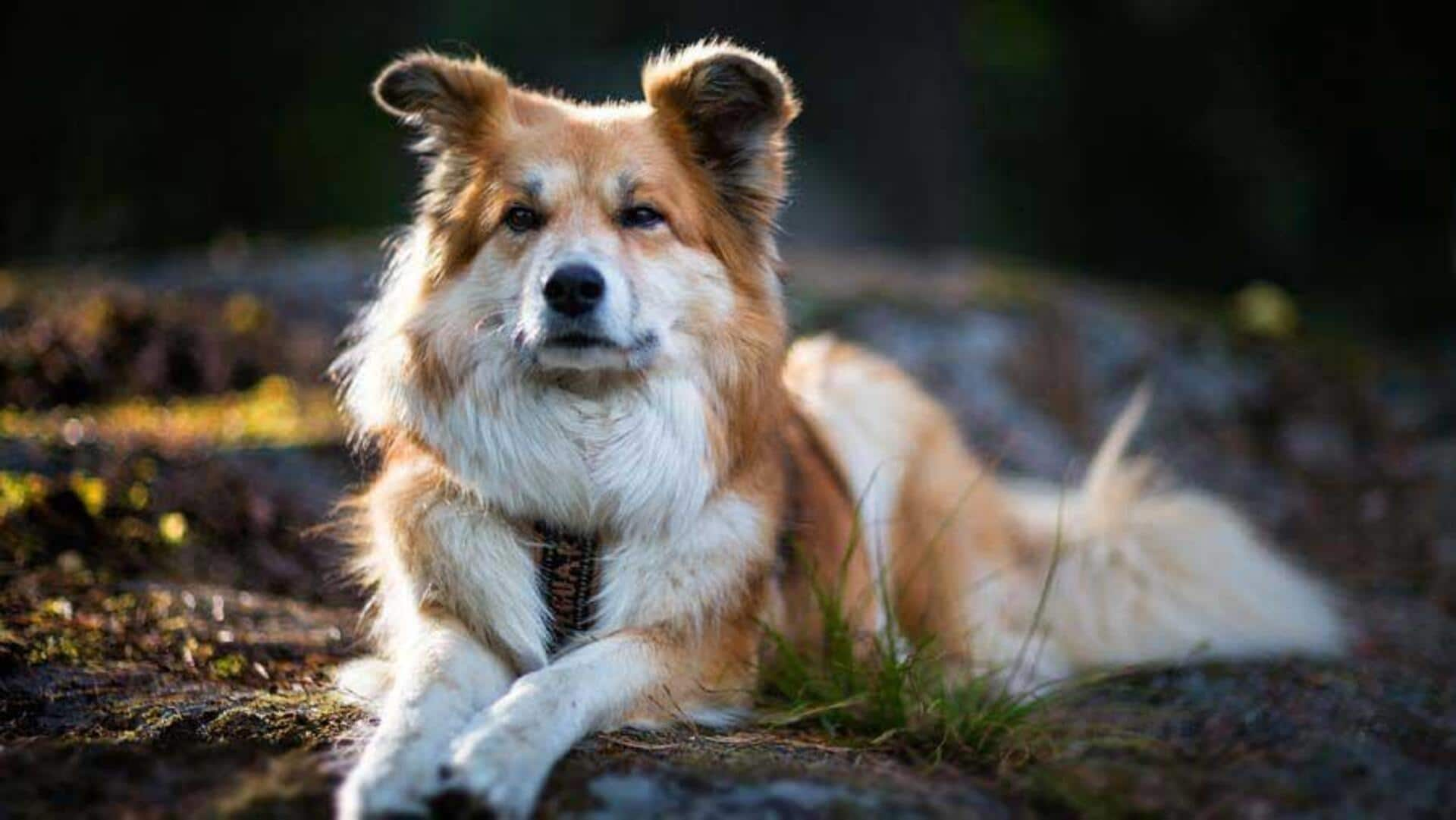 Got an Icelandic Sheepdog at home? Follow these care tips