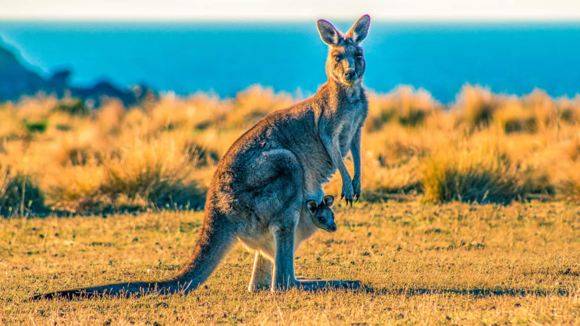 Medical breakthrough: Australian scientists create 1st kangaroo embryo using IVF