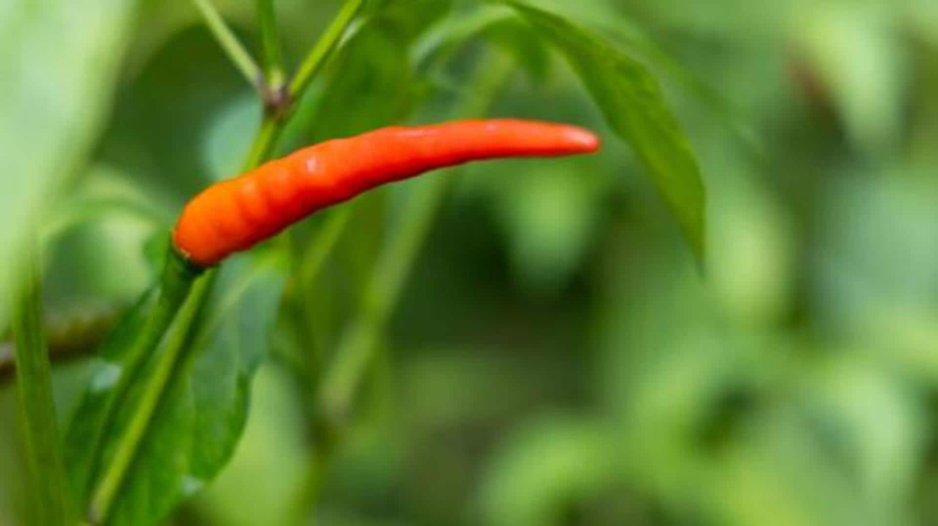 You must visit these spice farms in India You must visit these spice farms in India