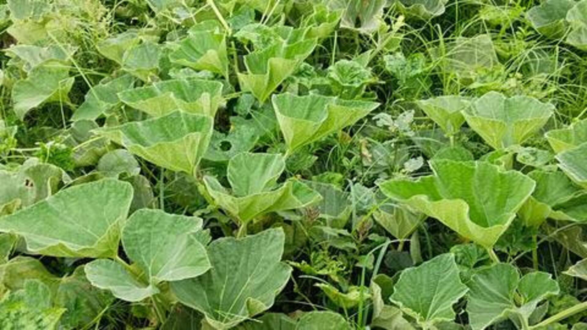 Try these dishes using ugu leaves Try these dishes using ugu leaves