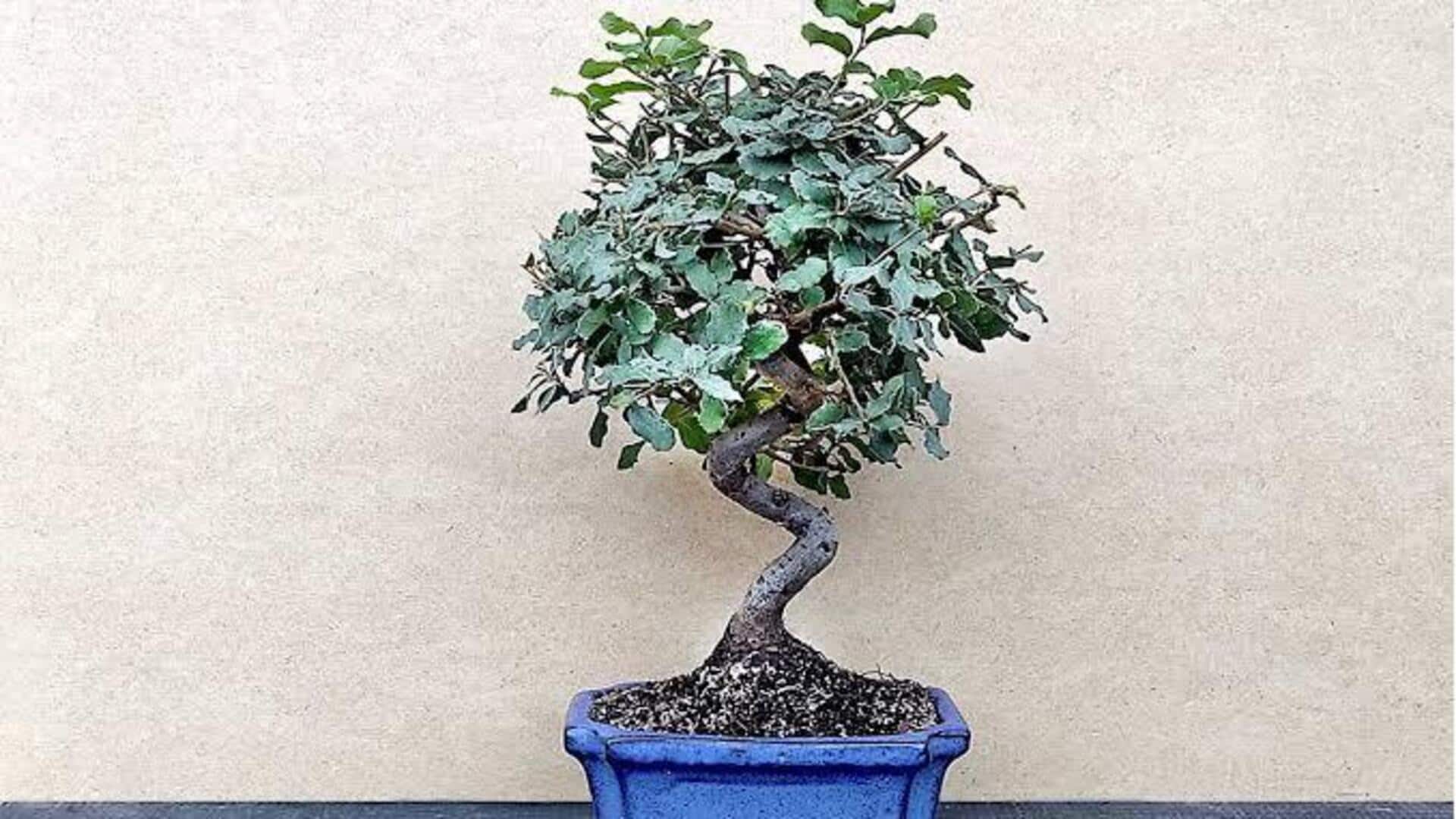 How to care for your cork oak bonsai