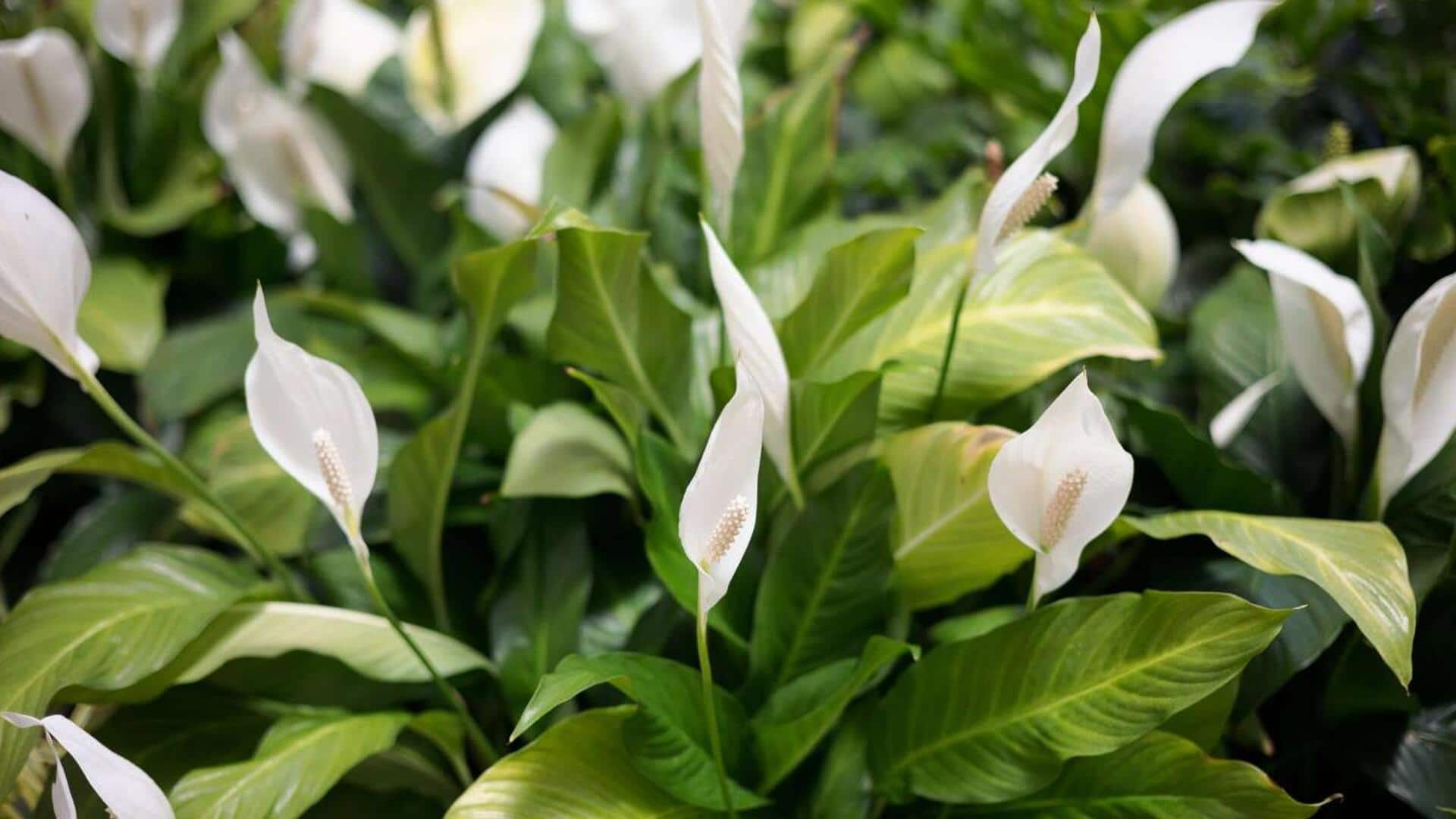 Caring for peace lilies: 5 indoor thriving tips