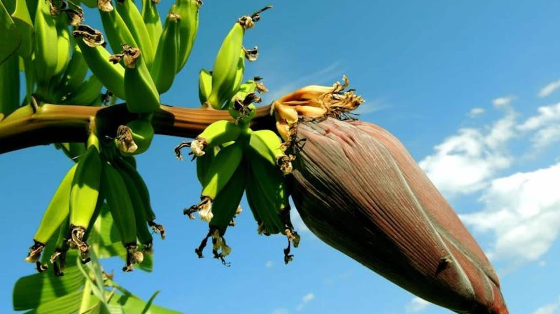Delicious plantain recipes you should try Delicious plantain recipes you should try