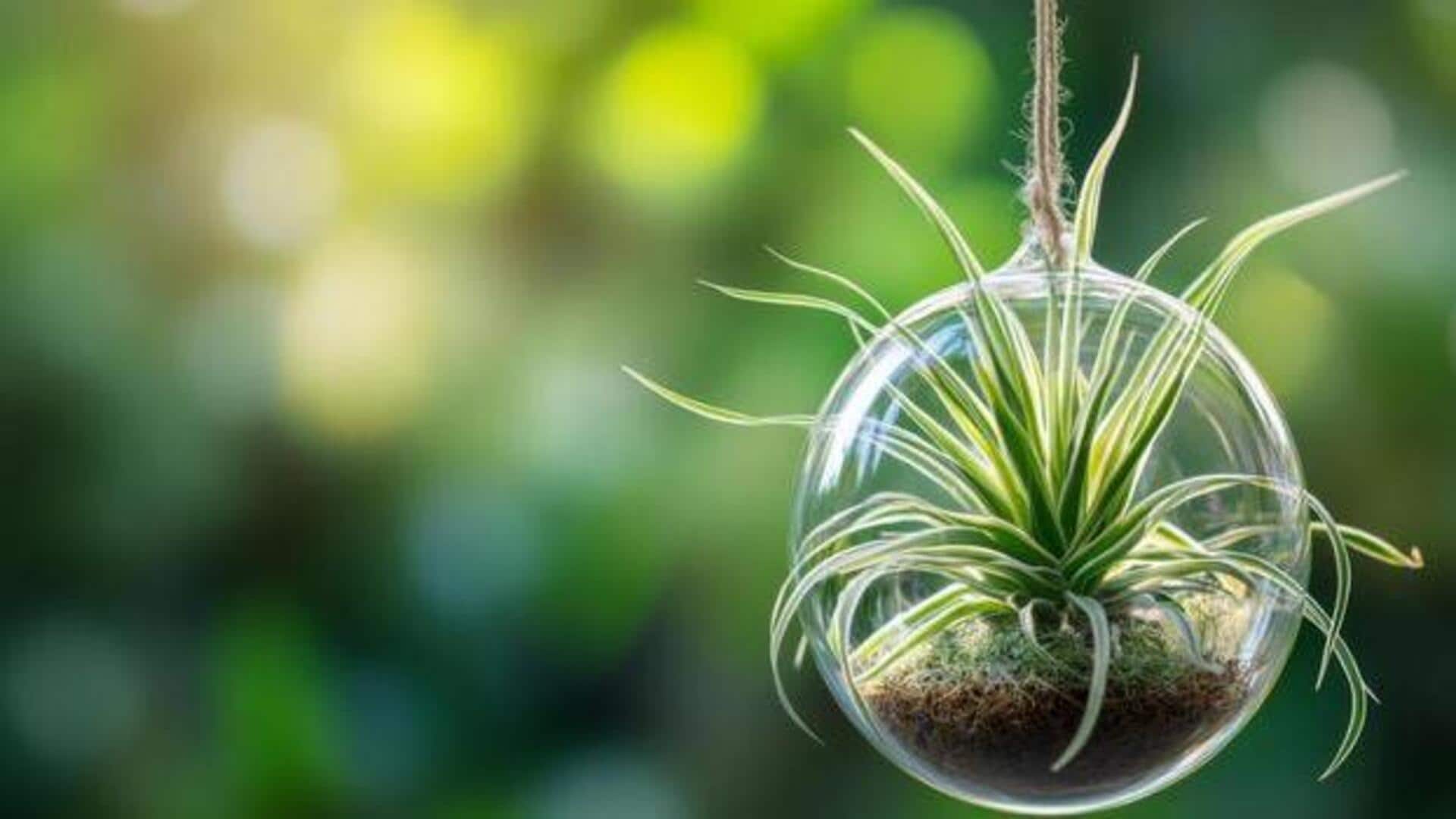 How to care for air plants