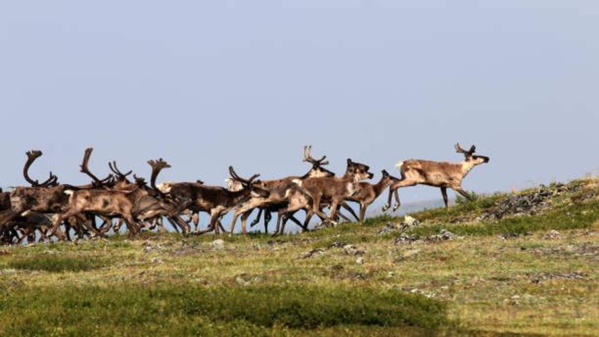 Norway's reindeer migration: An unforgettable spectacle 