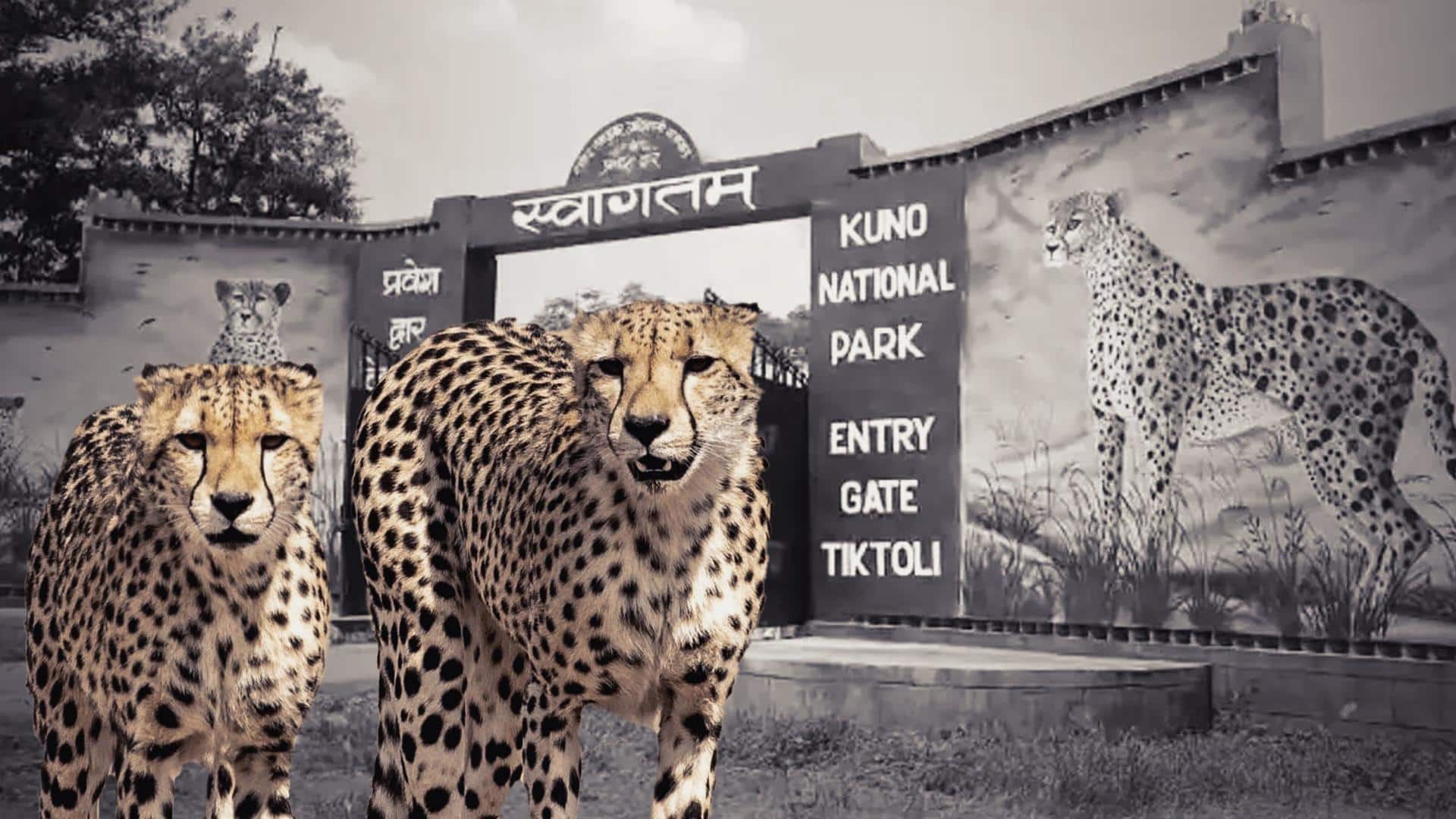 MP minister unhappy over cheetahs being shifted in his absence