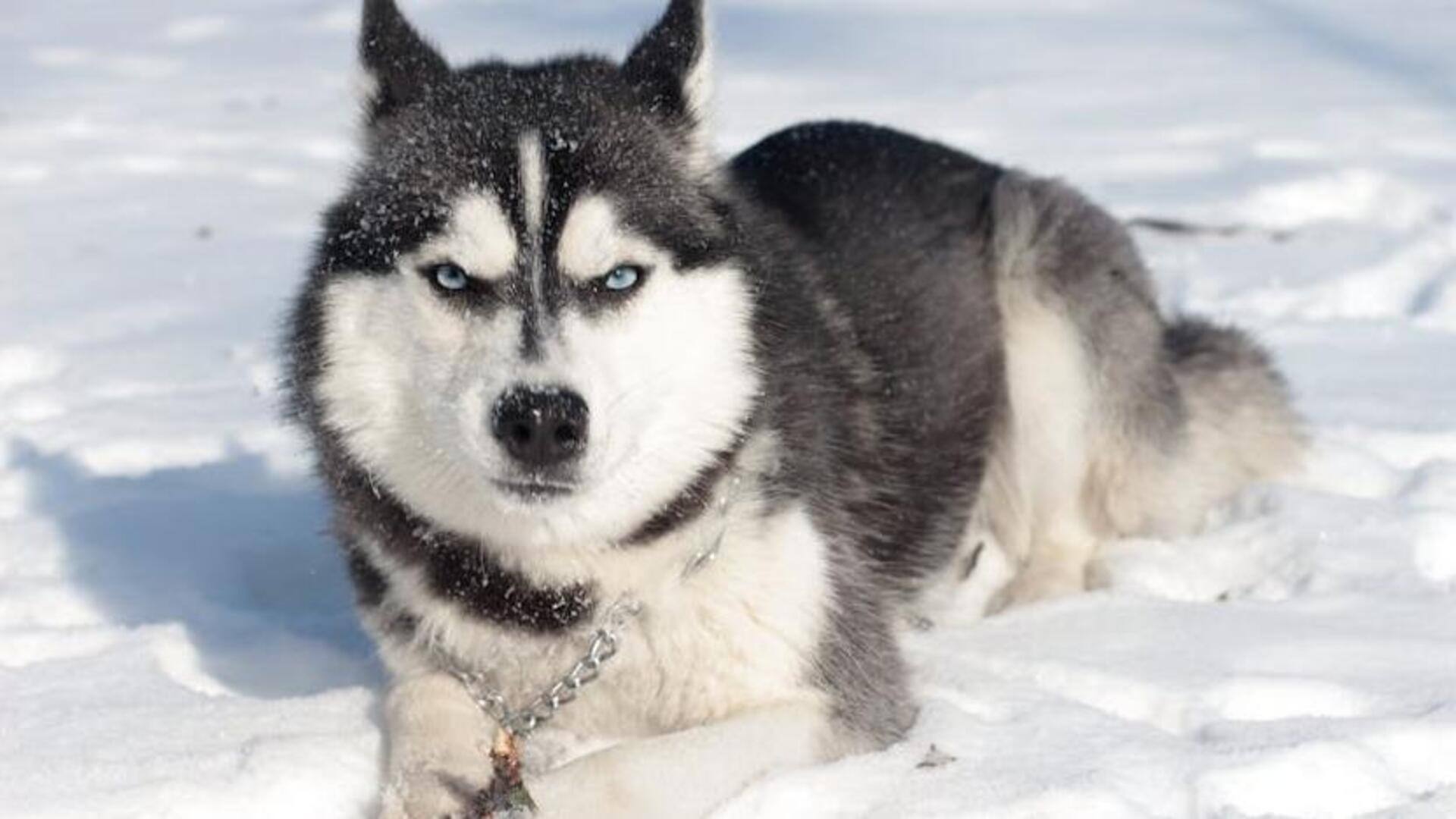 Grooming routine for a Siberian Husky during the shedding season