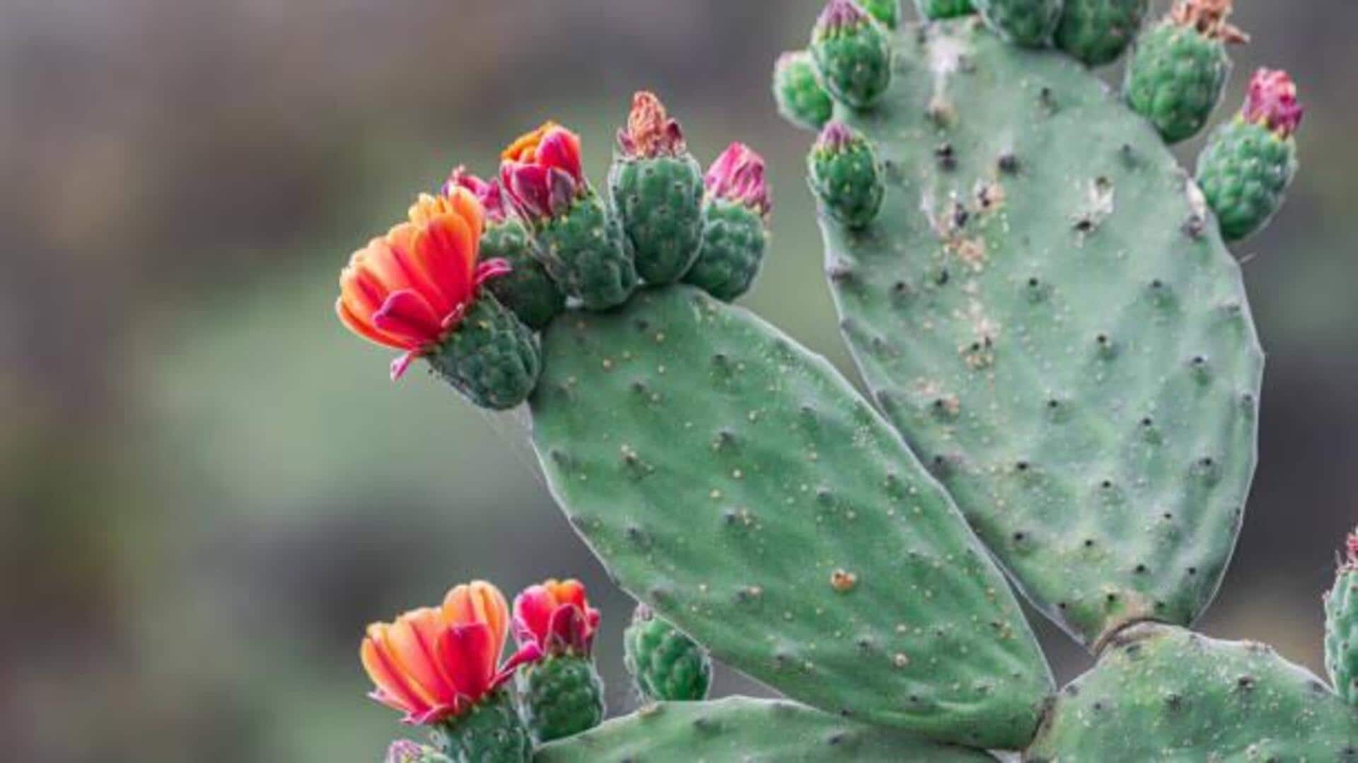 Prickly pear oil: A skincare game-changer