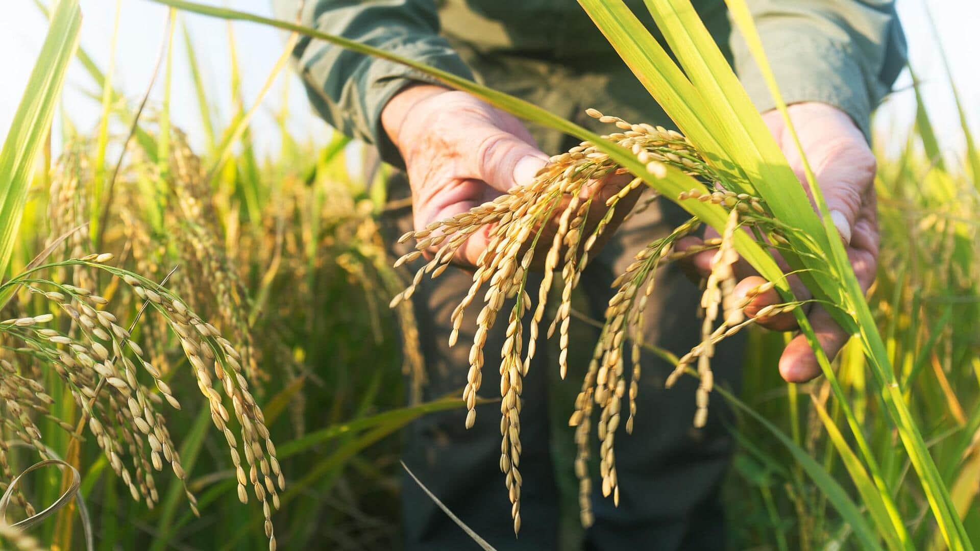 China creates high-yield rice that can clone its own seeds