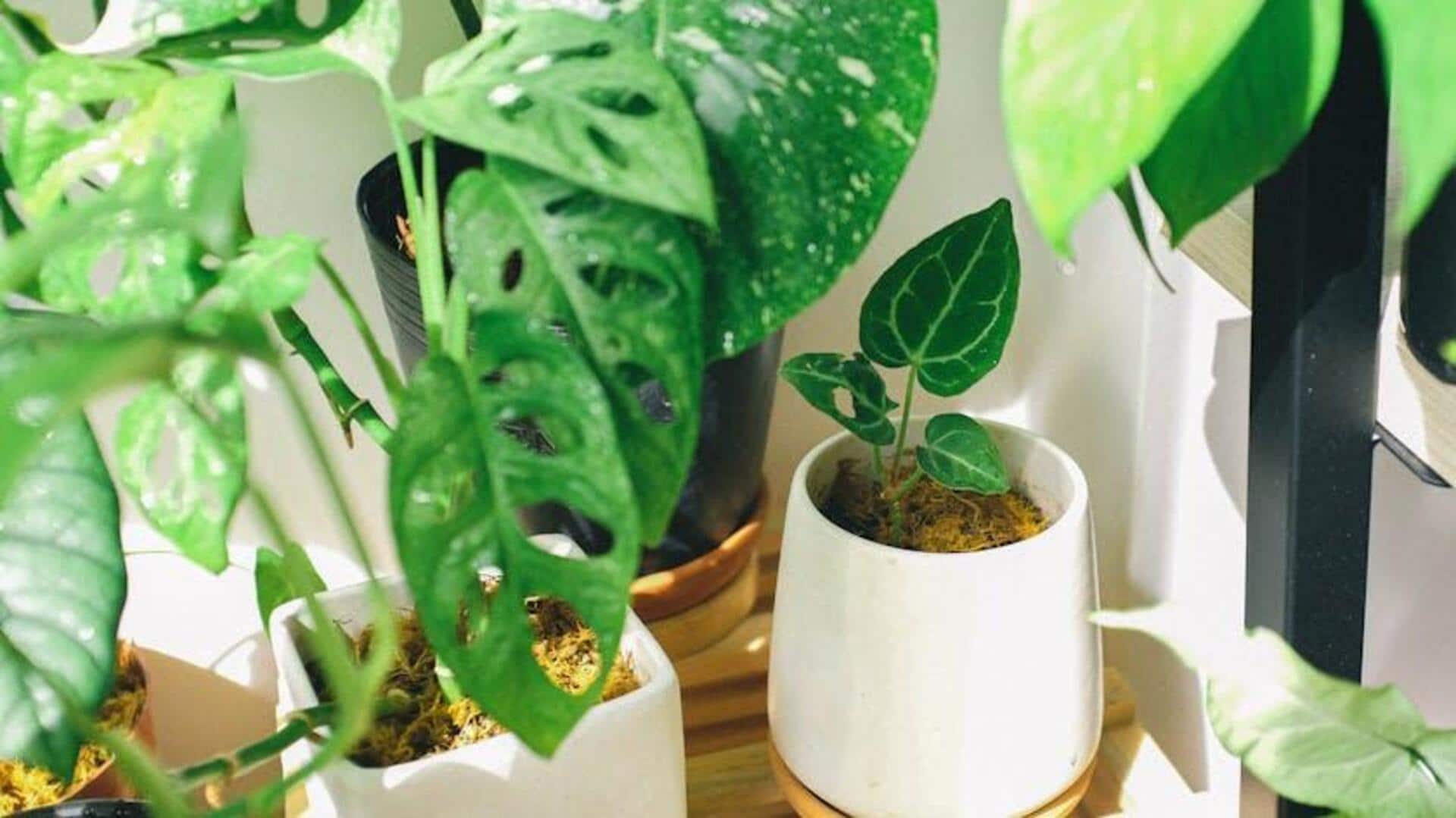 5 indoor plants that need little water