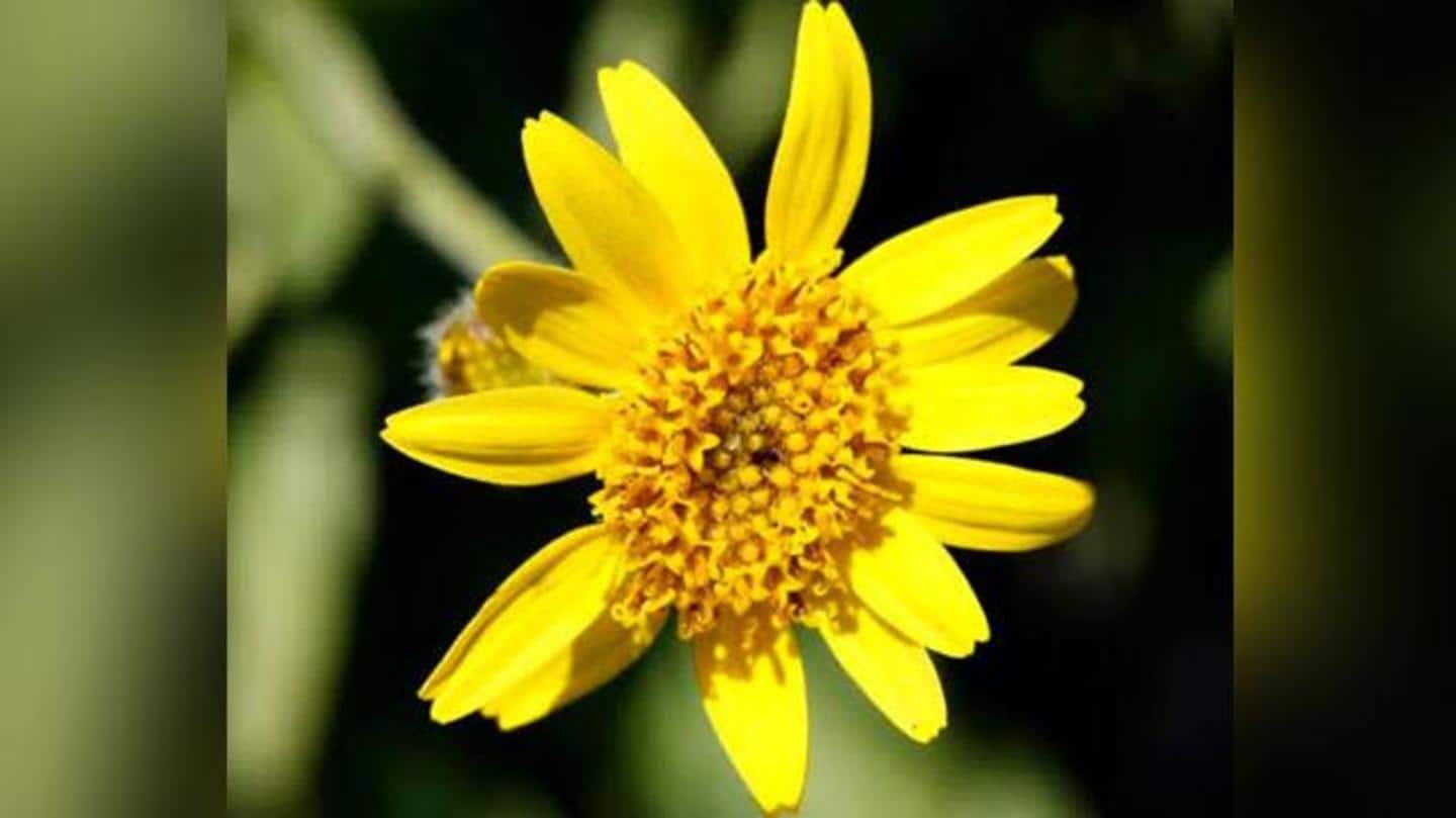 Arnica montana: Stimulates hair growth, tonic against hair loss Arnica montana: Stimulates hair growth, tonic against hair loss