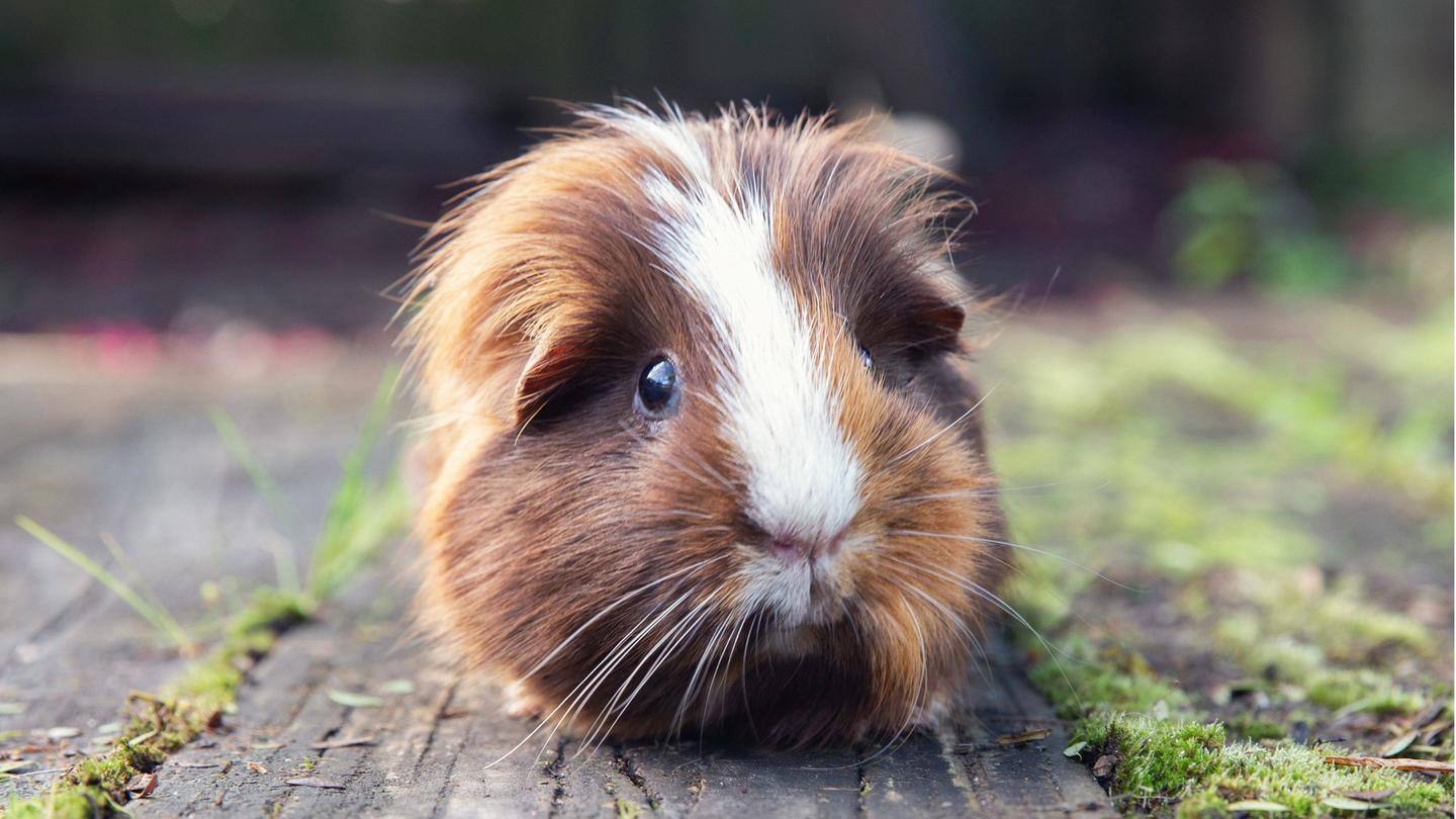 Guinea pigs: Great as short-term companions, extremely cute Guinea pigs: Great as short-term companions, extremely cute