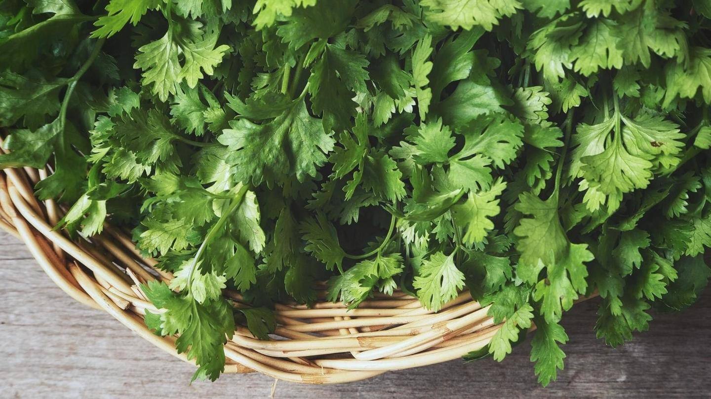Coriander helps in treating high blood pressure, repairing bones Coriander helps in treating high blood pressure, repairing bones
