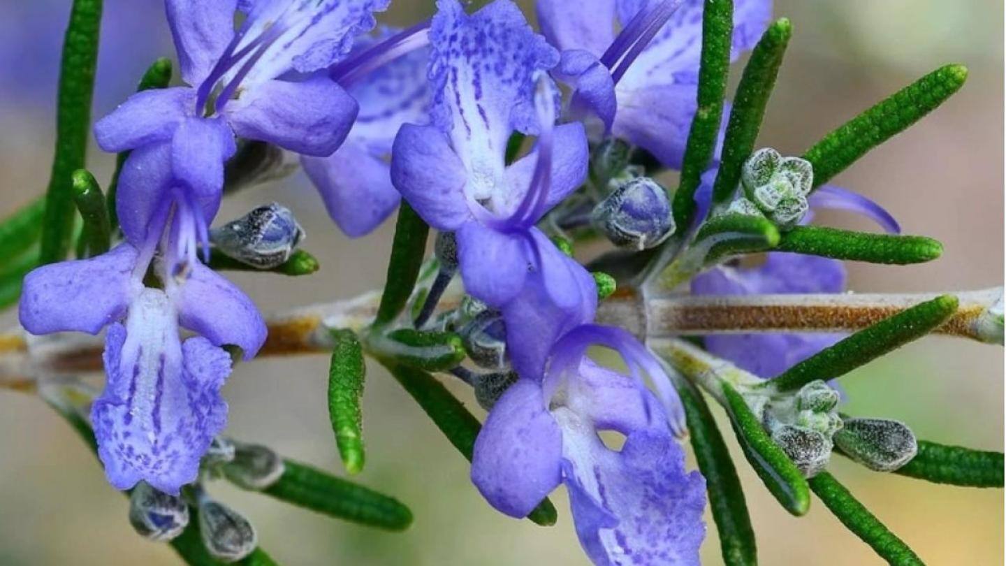 Rosemary: Prevents premature greying, fights against hair thinning Rosemary: Prevents premature greying, fights against hair thinning