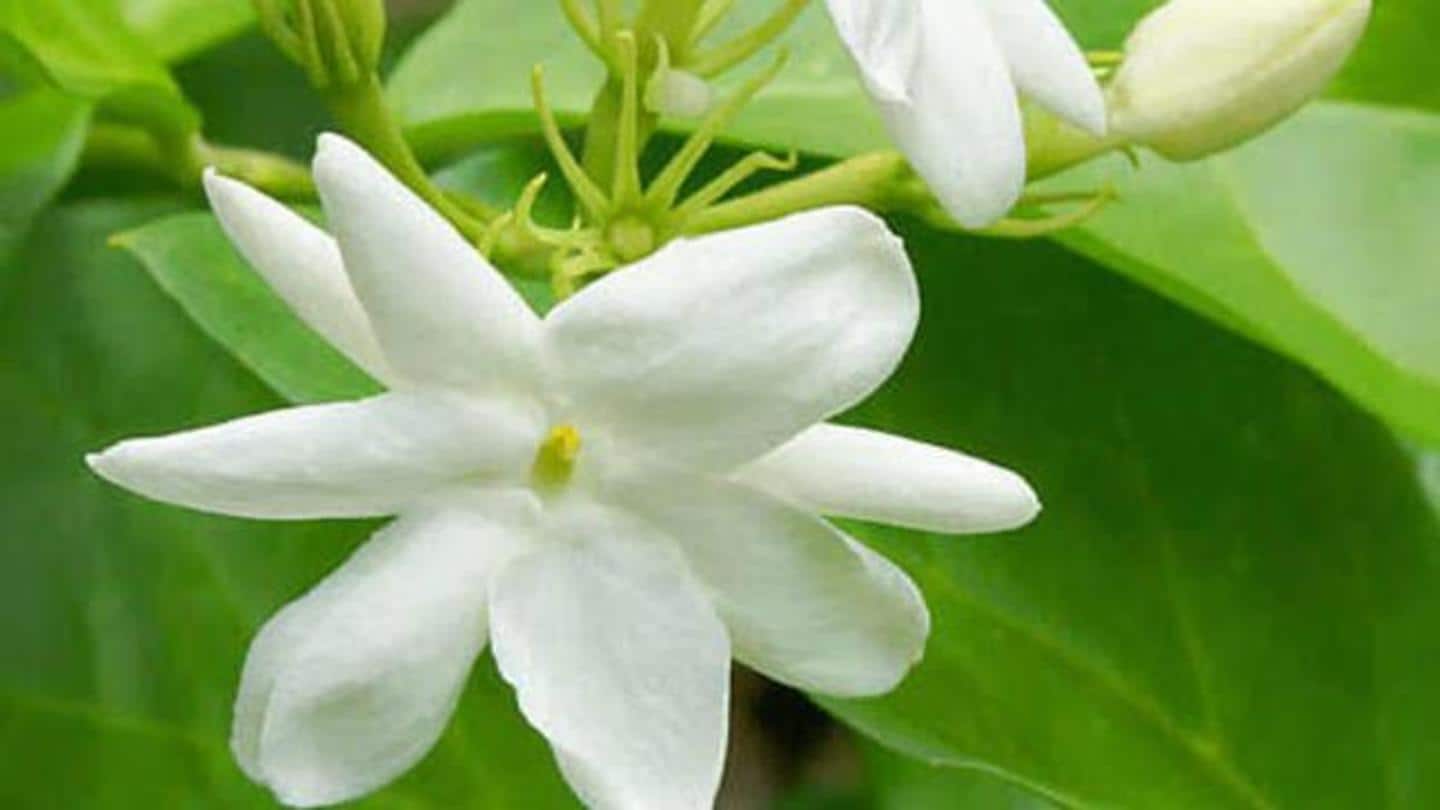 Jasmine: Can make your hair smell like heaven Jasmine: Can make your hair smell like heaven
