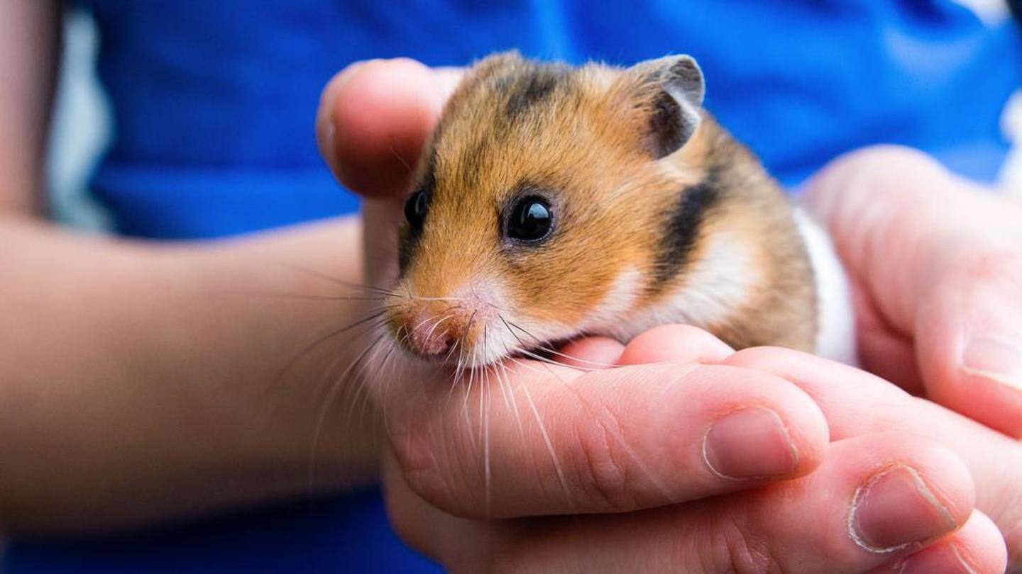 Hamsters: Small-sized animals, fit for apartment living Hamsters: Small-sized animals, fit for apartment living