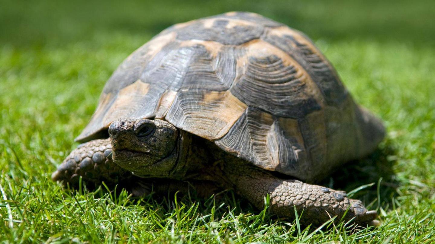 Tortoise: Can be friends for life as they live longer Tortoise: Can be friends for life as they live longer