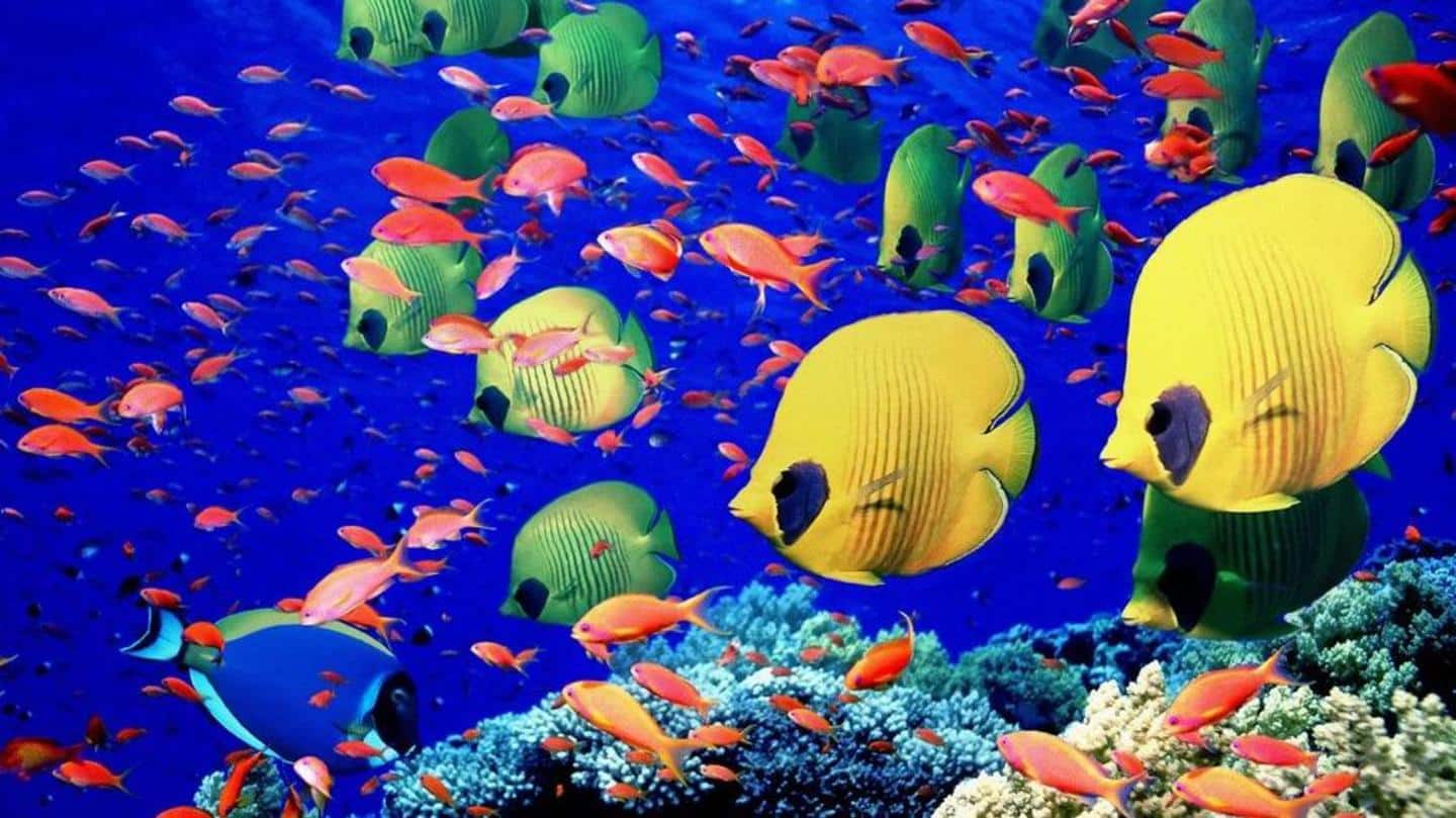Fishes: Quiet, help in dealing with stress, pretty creatures Fishes: Quiet, help in dealing with stress, pretty creatures