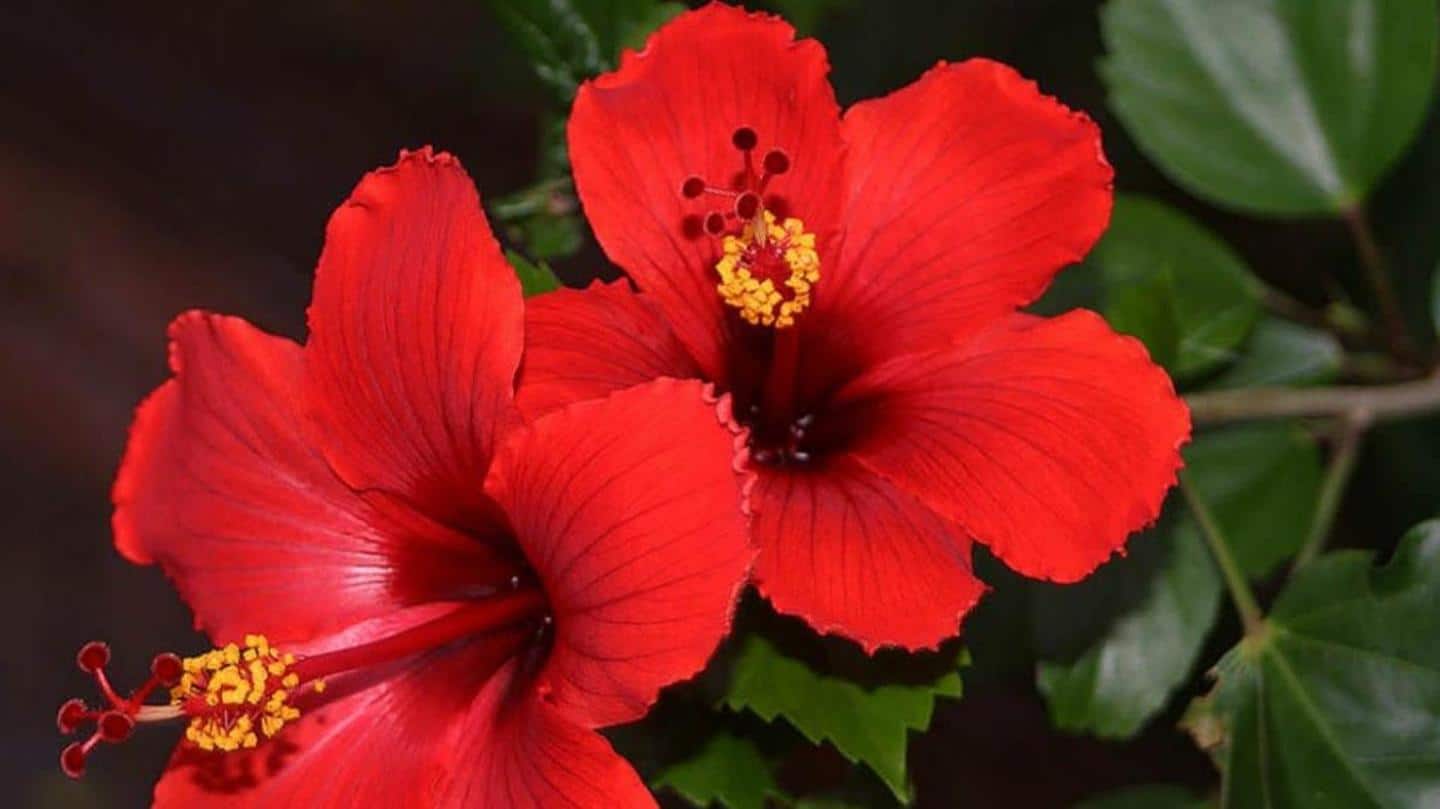 Hibiscus: Has healing properties, rejuvenates the scalp Hibiscus: Has healing properties, rejuvenates the scalp