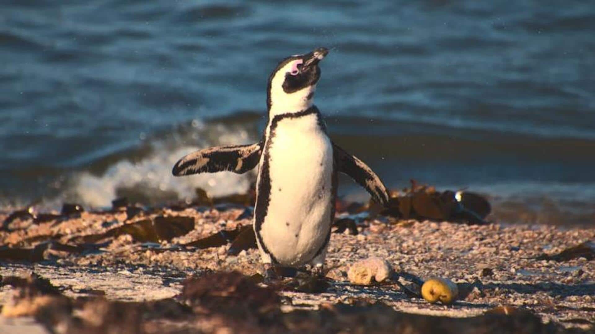 Experience Melbourne's coastal charm and penguin parade