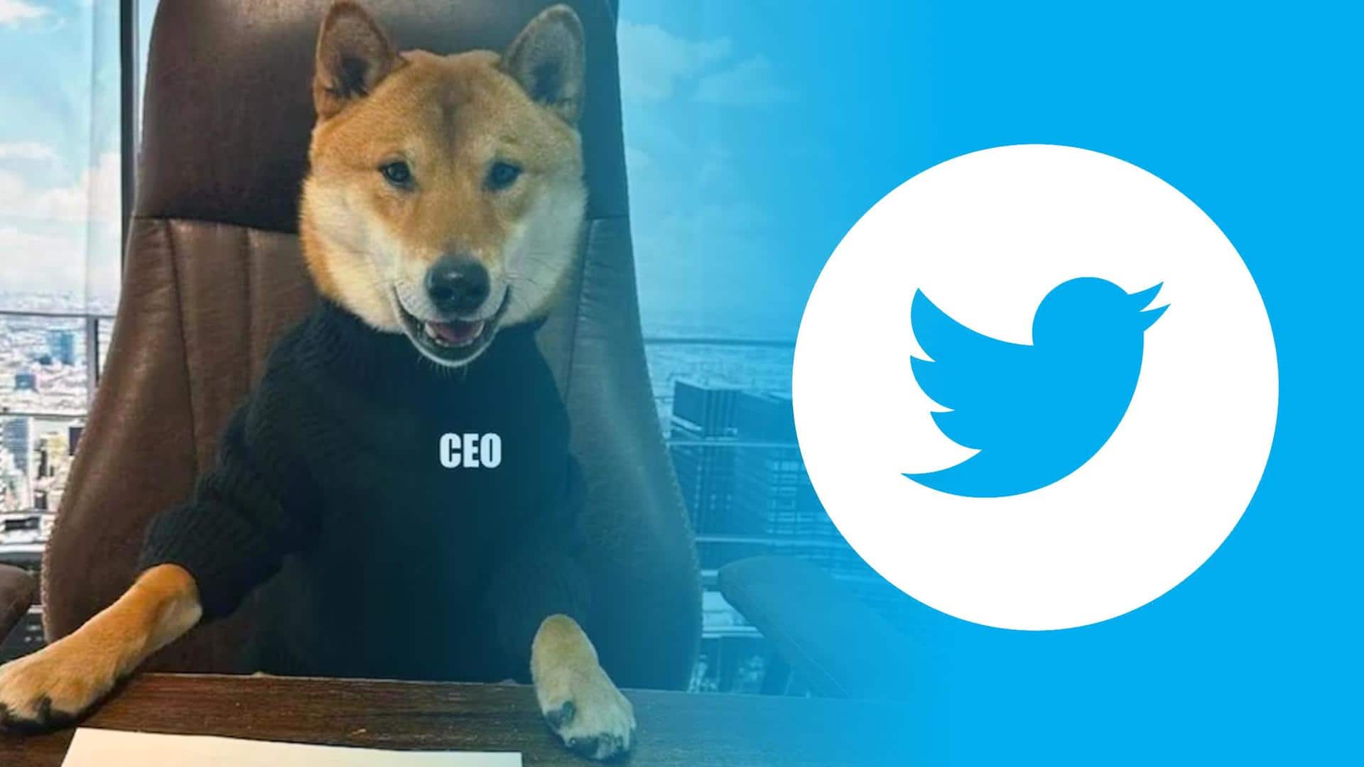 Woof! Meet Floki, Elon Musk's dog and Twitter's new CEO