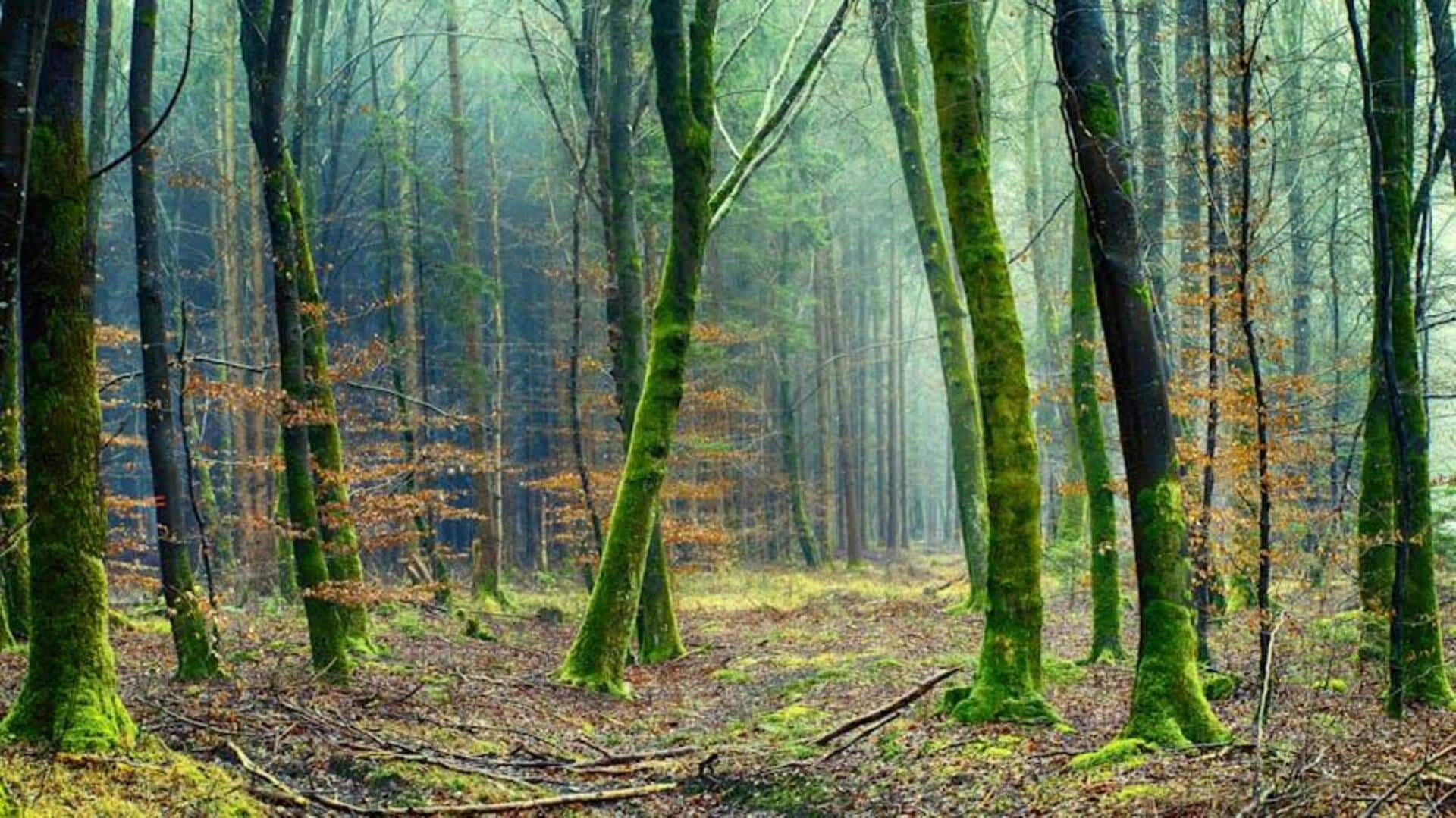 Forest bathing: Concept and how to practice