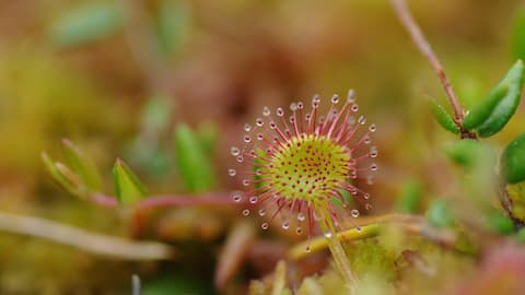 A beginner's guide to growing sundews indoors